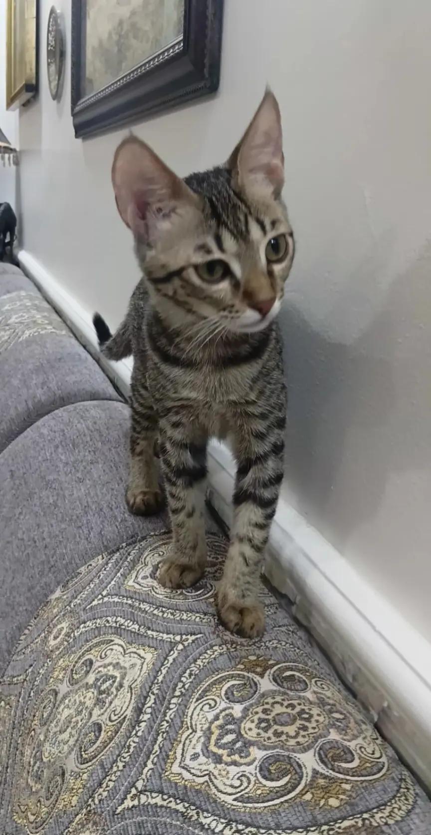 @Cat lover