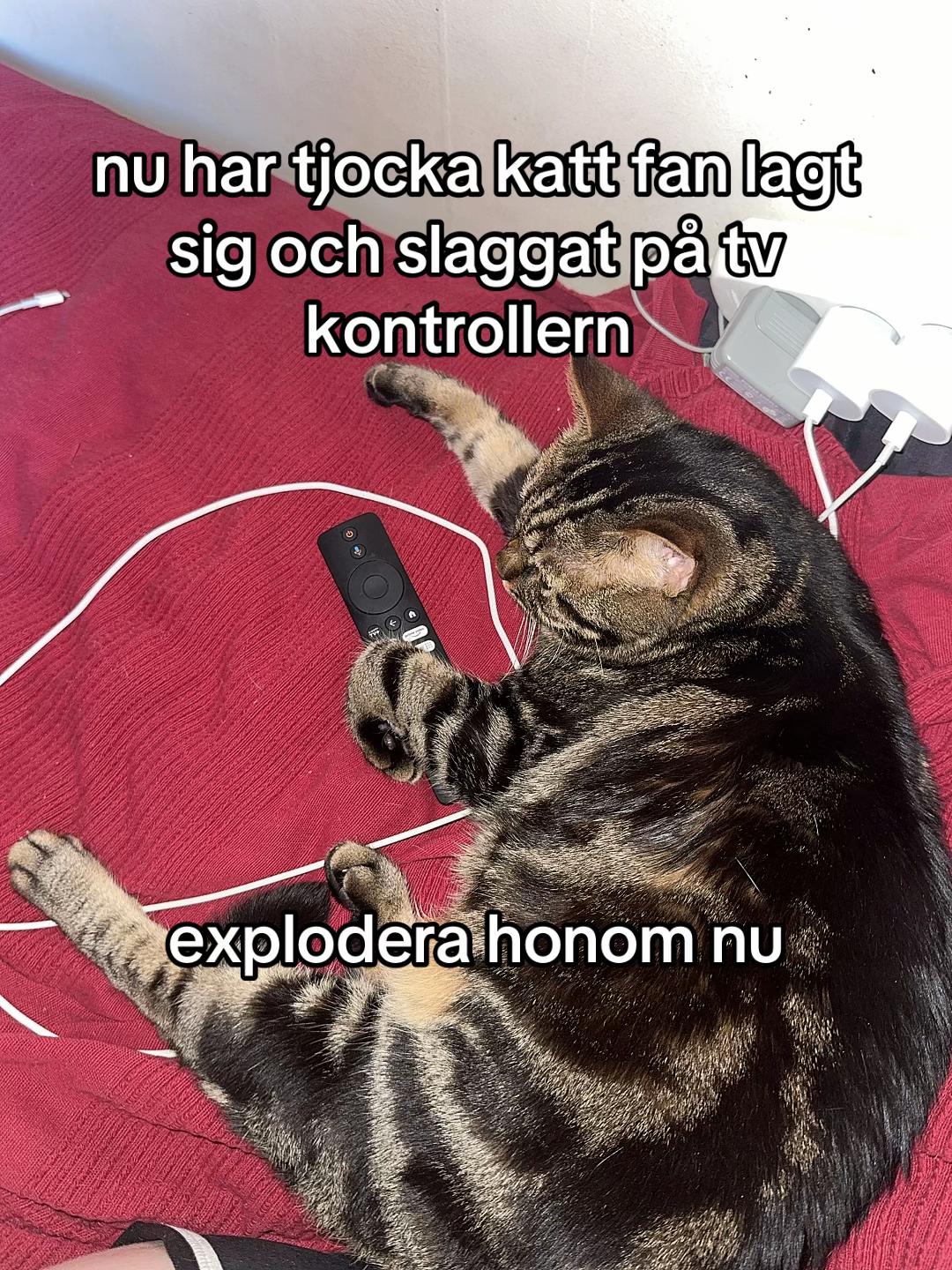 @rora🦝