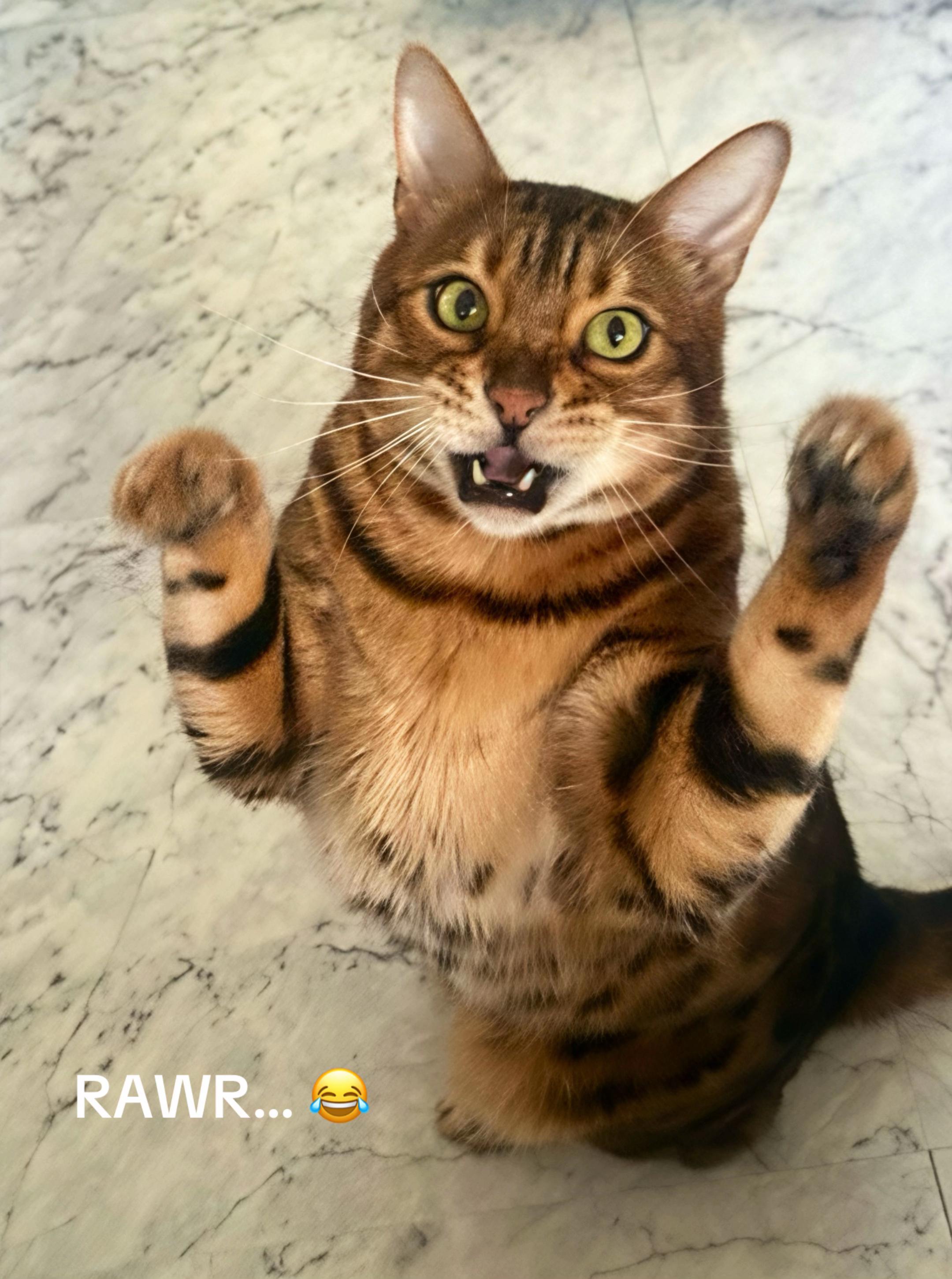 @TiggerthebrownBengal🇦🇺