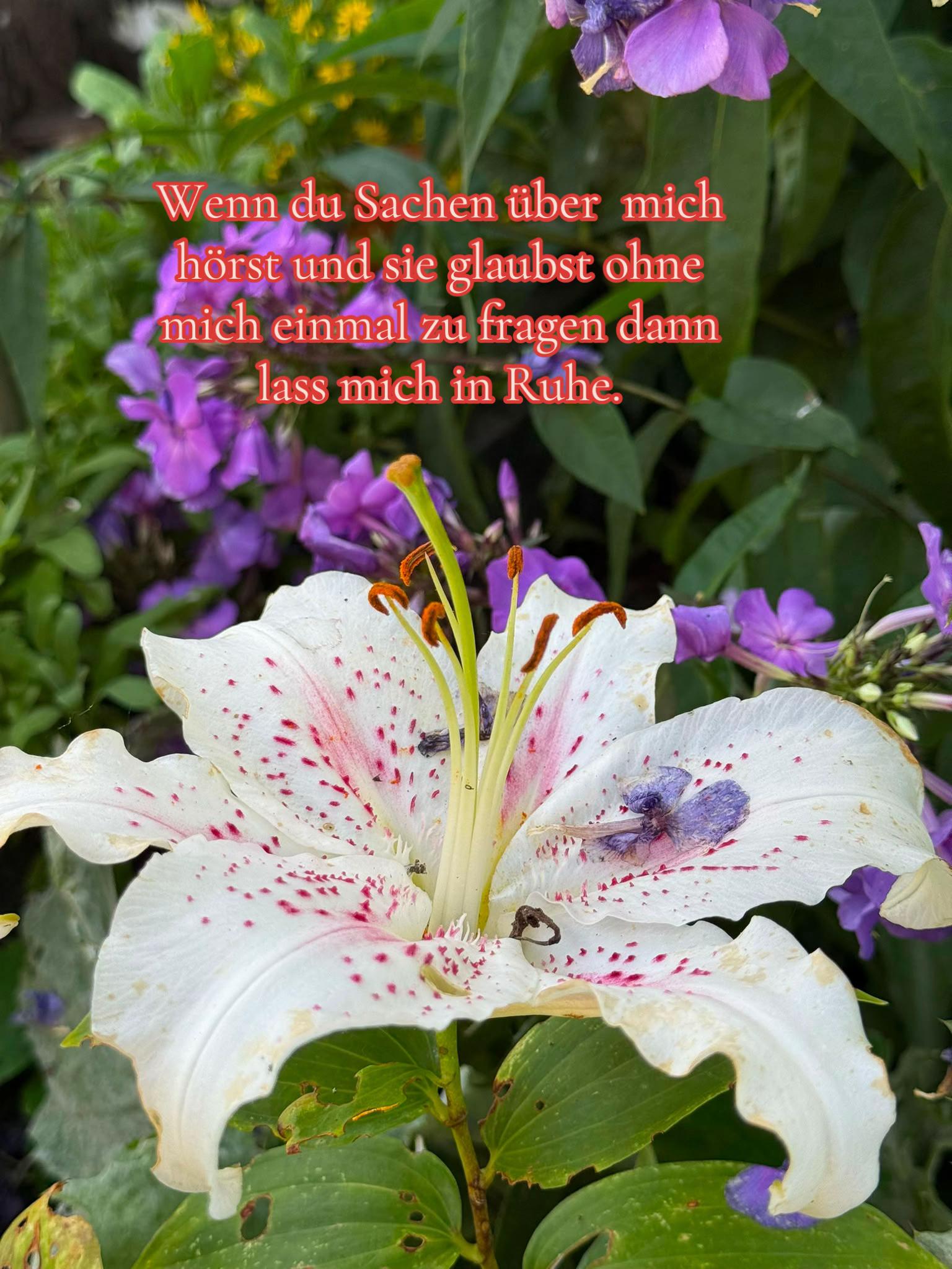 @Lilly🫦☺️