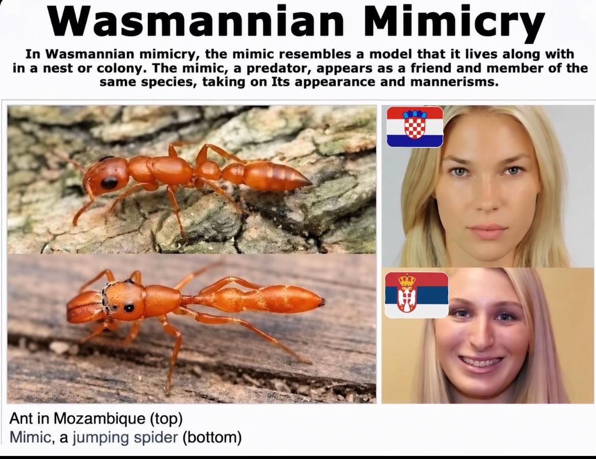 @IDEN🇦🇱
