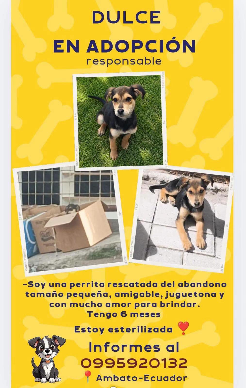 @Amigoscaninos_Ambato
