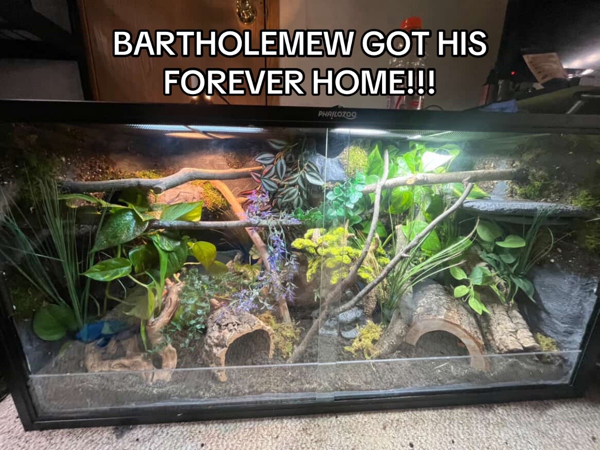 @layla🦎🍃
