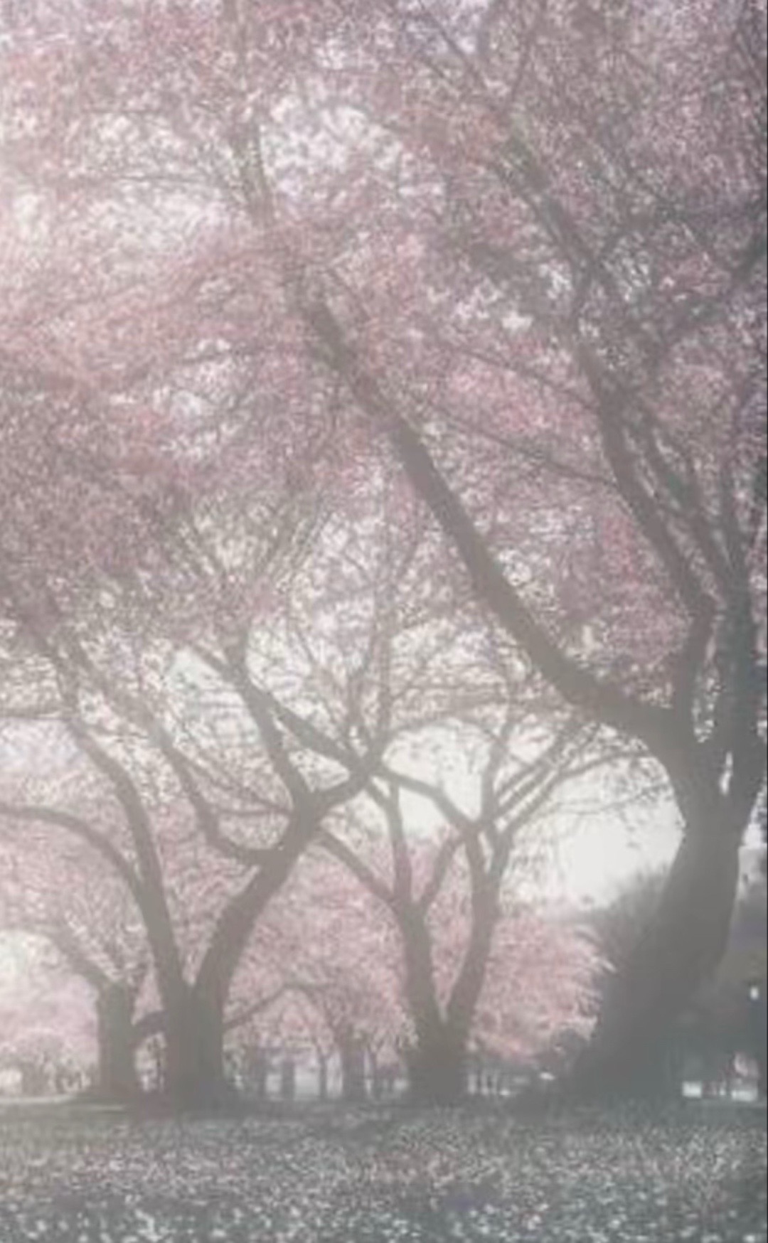 @kou.cc