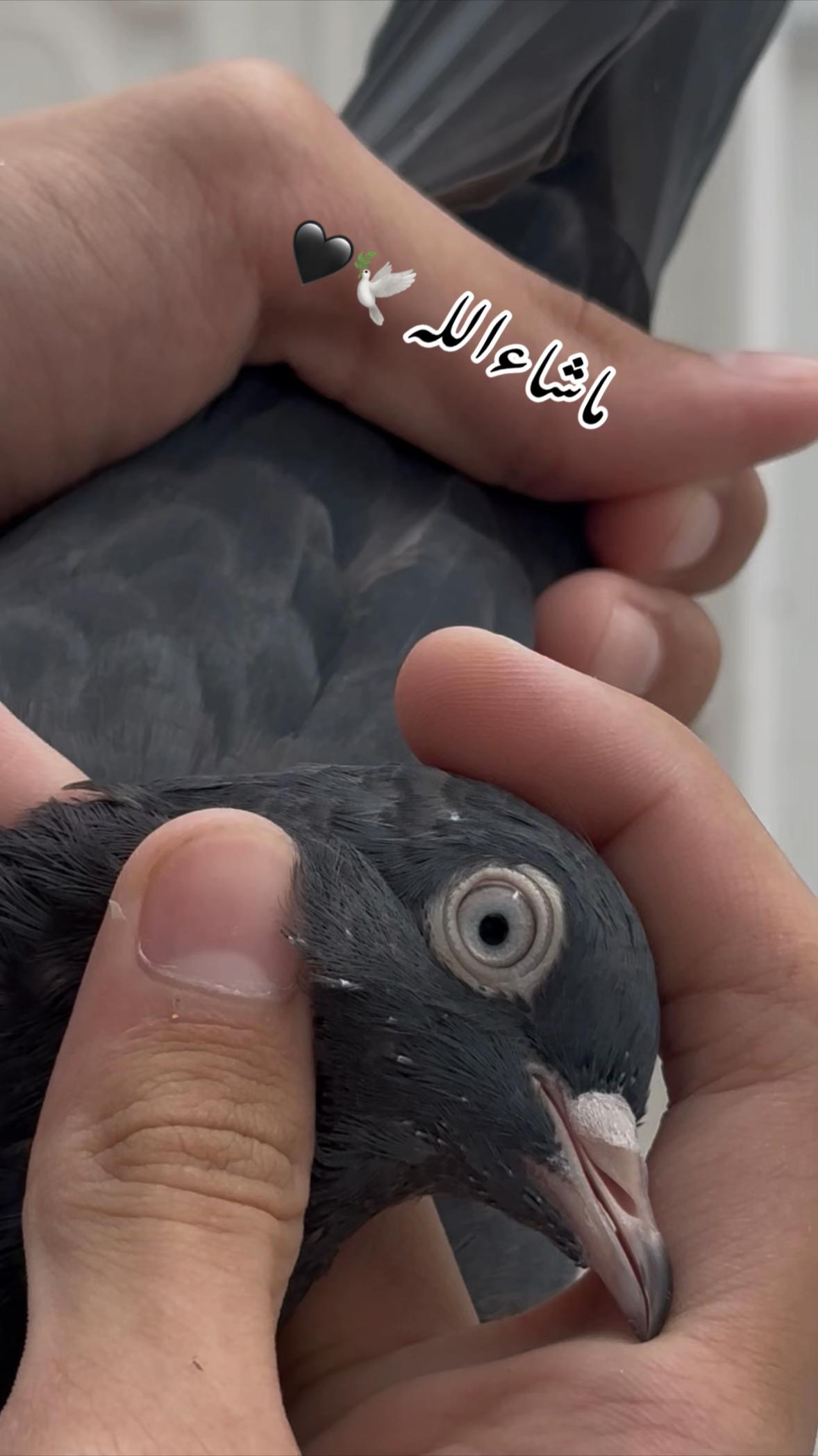 @Royal Birds 🕊️👑