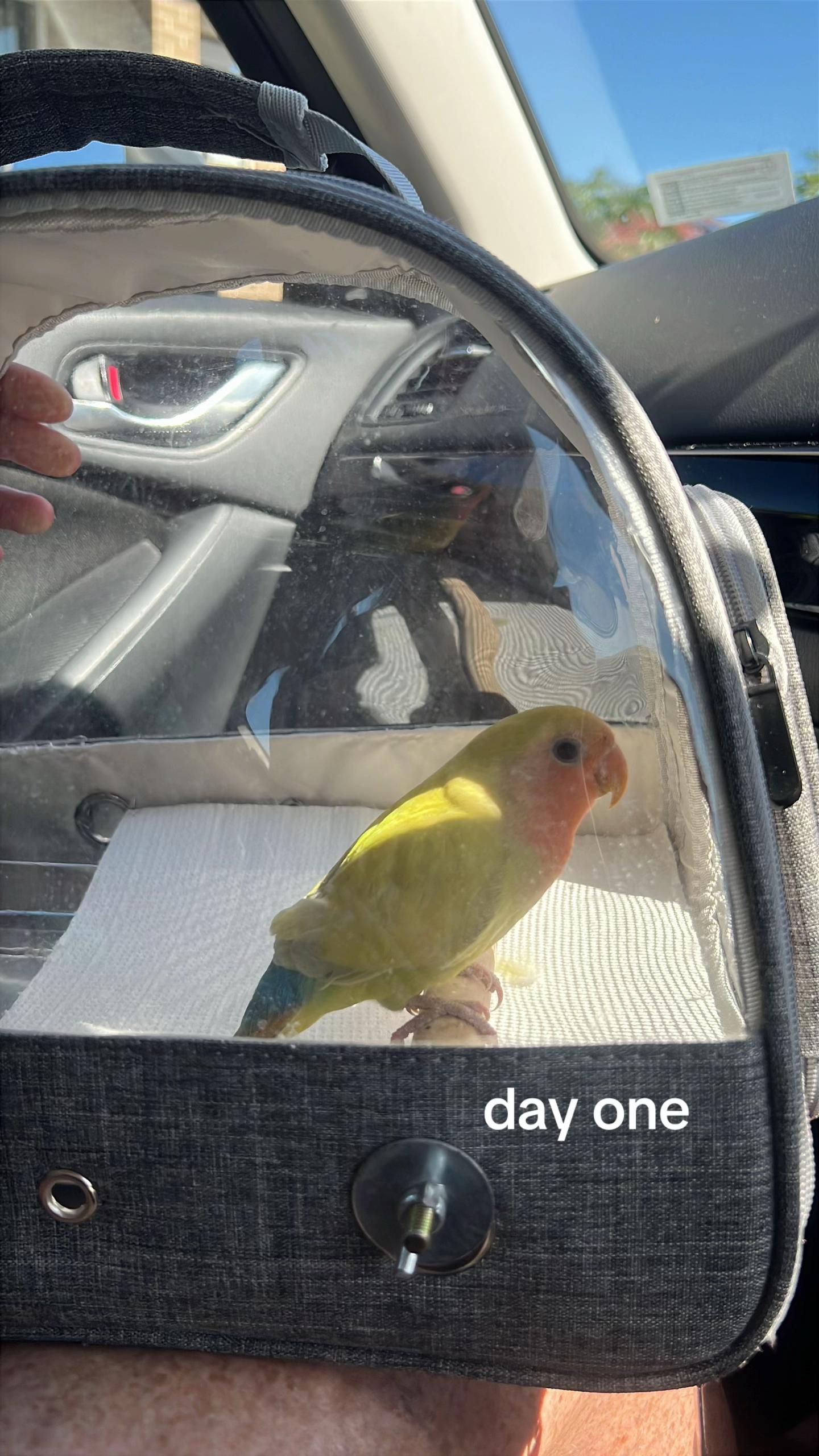 @JARVIS 🐥 the lovebird