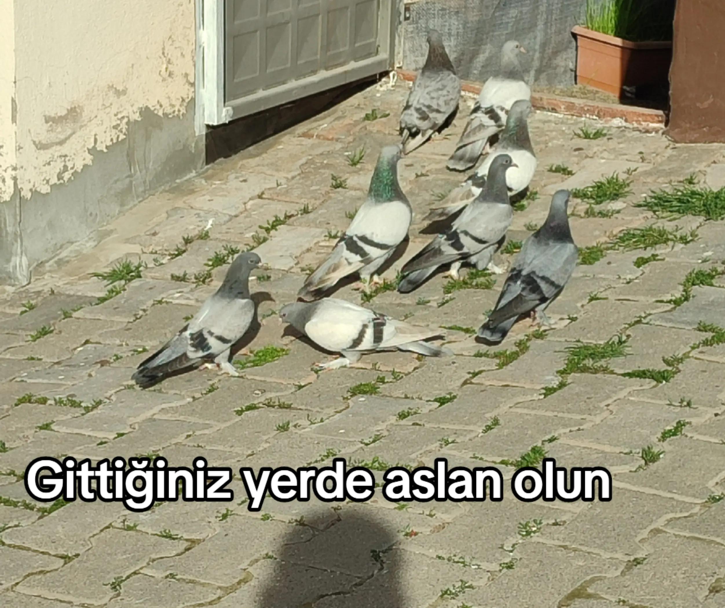 @Hacı Osman Tanrıkulu