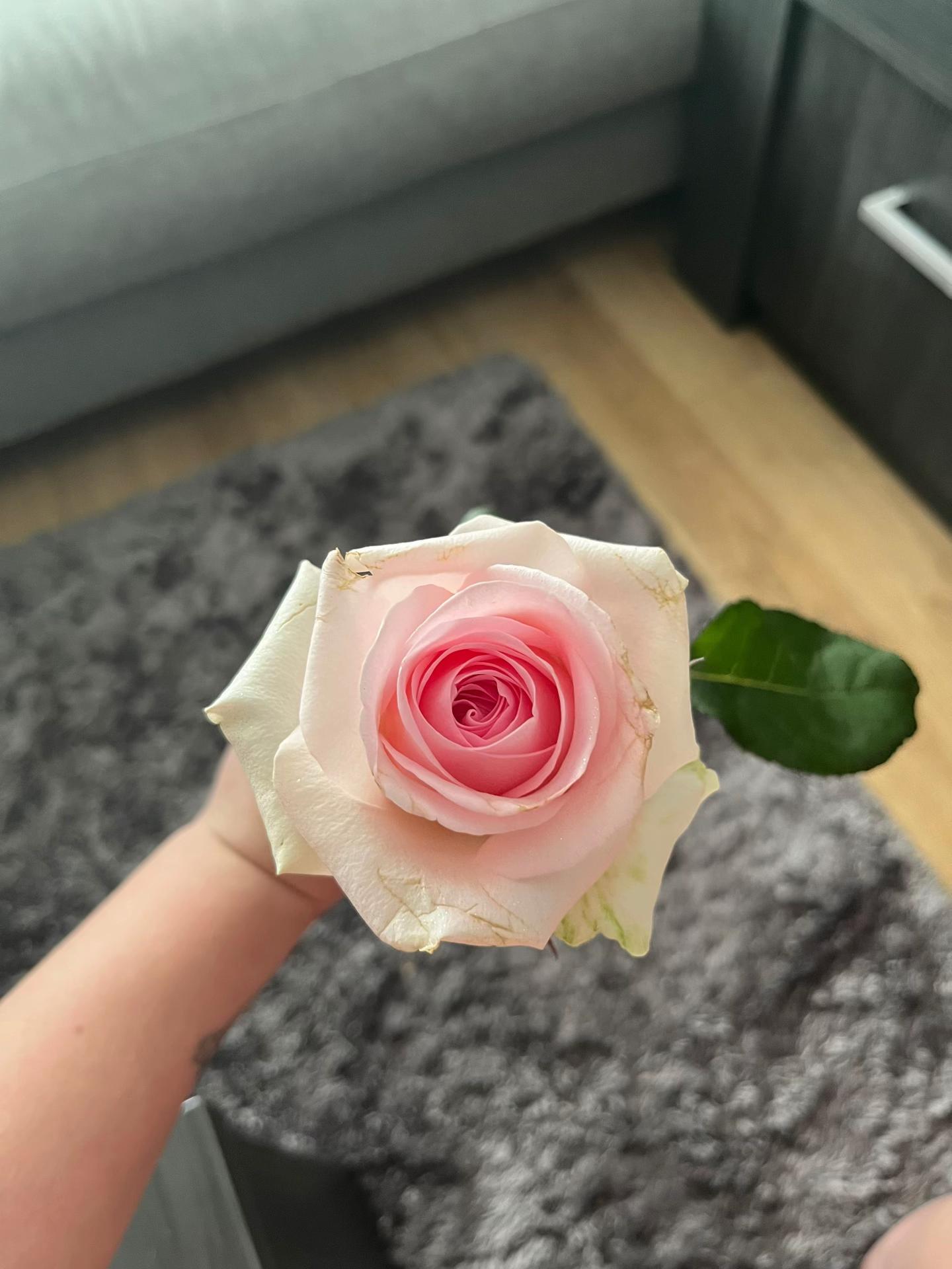 @Feyena 🌺