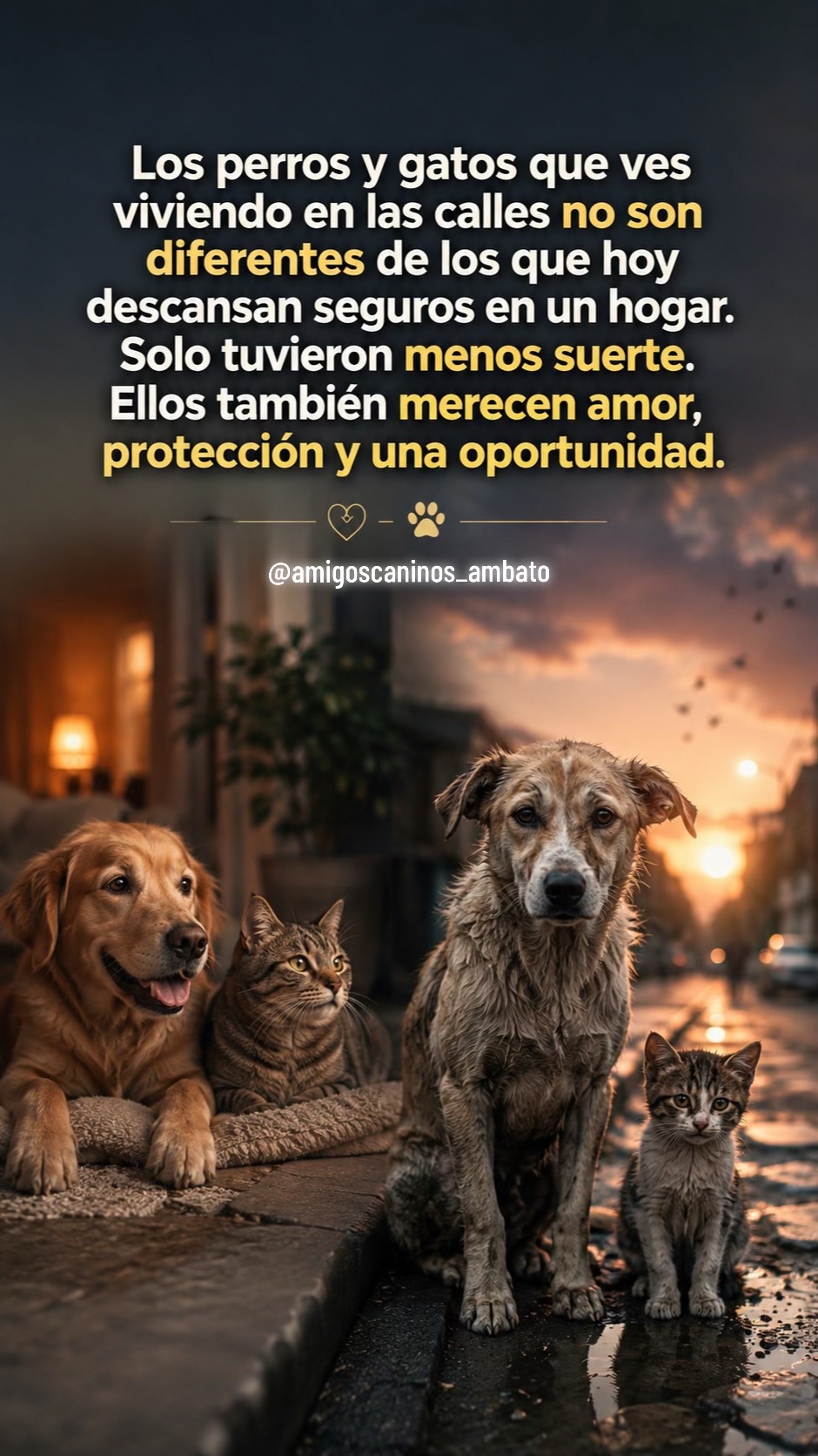 @Amigoscaninos_Ambato