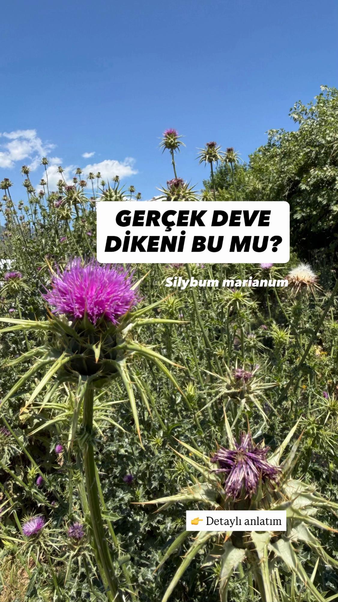 @Erdem &Ouml;ner