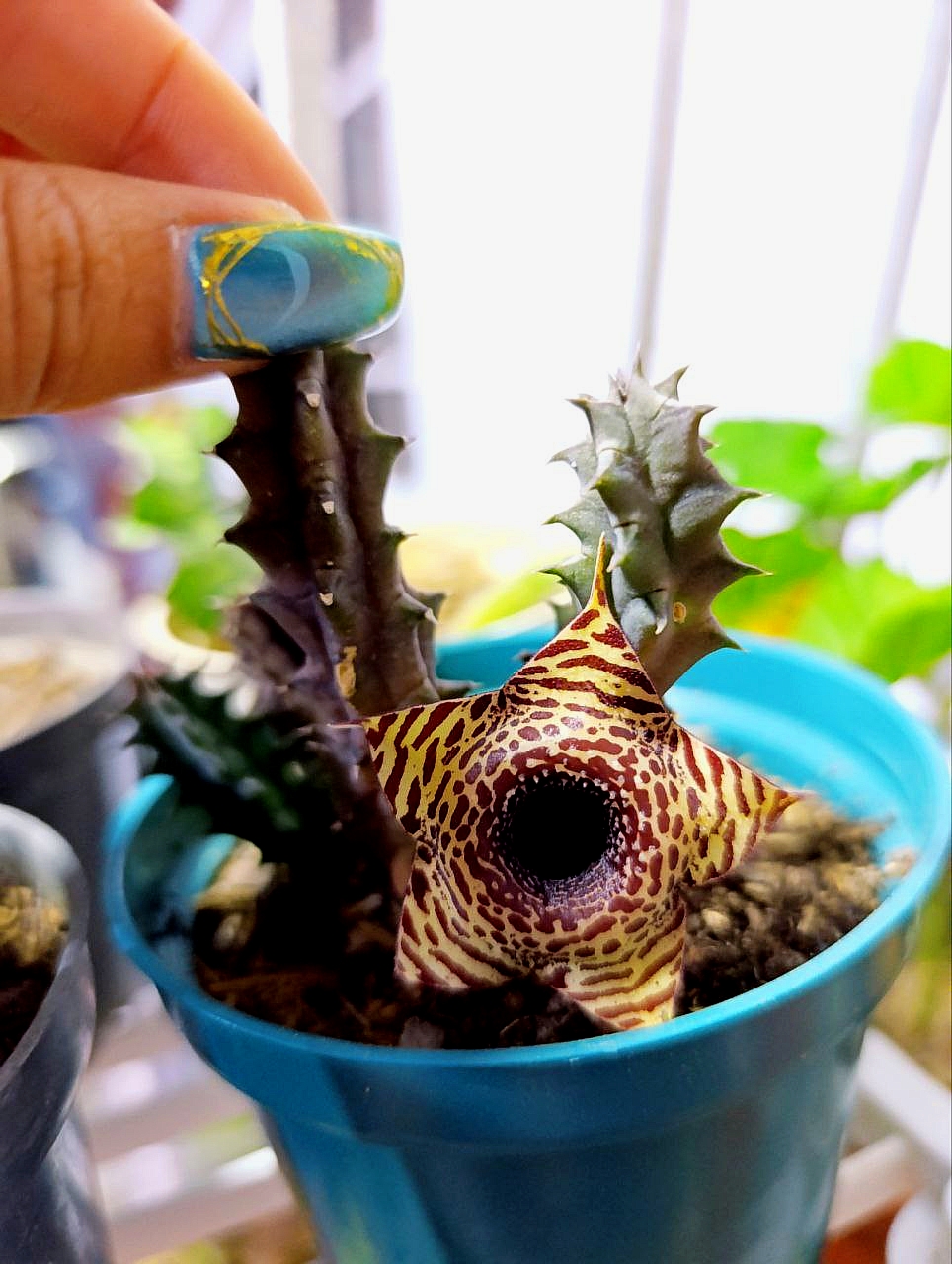 @CACTUS JARDIN DE ESPINAS