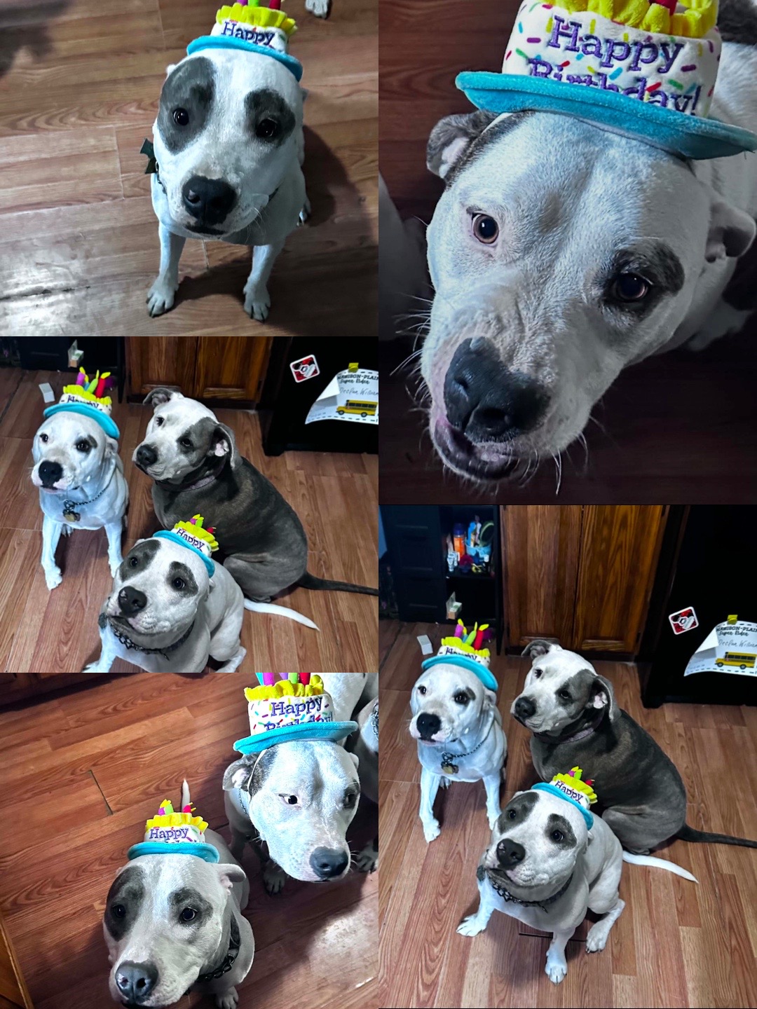 @PittieMom