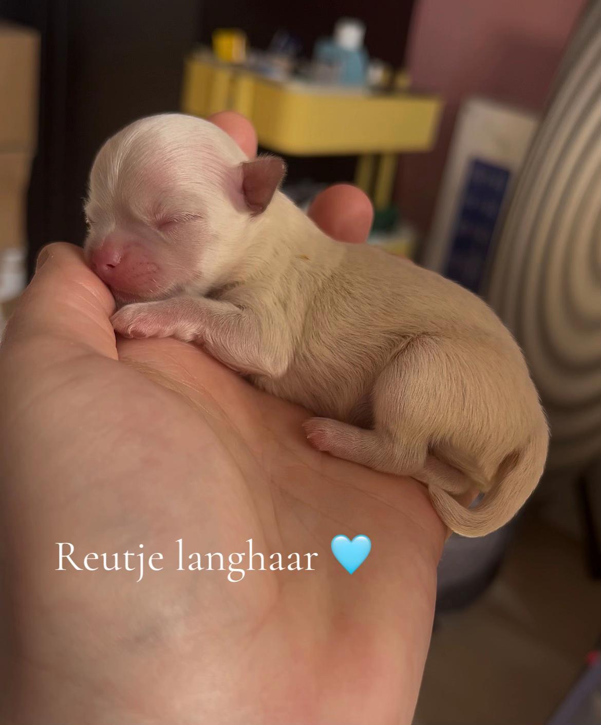 @Danielle |(chihuahua)mama 🐕🩵