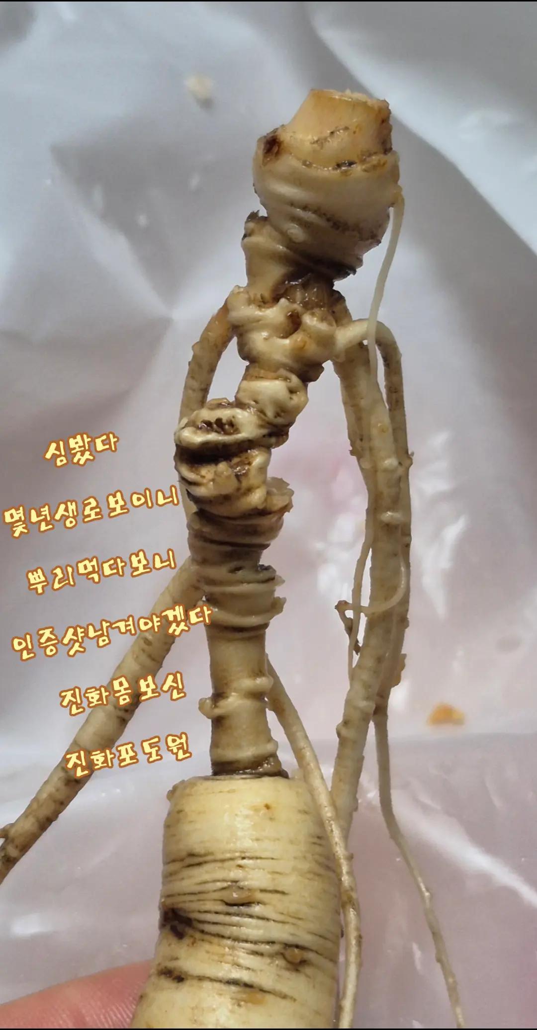 @진화포도원