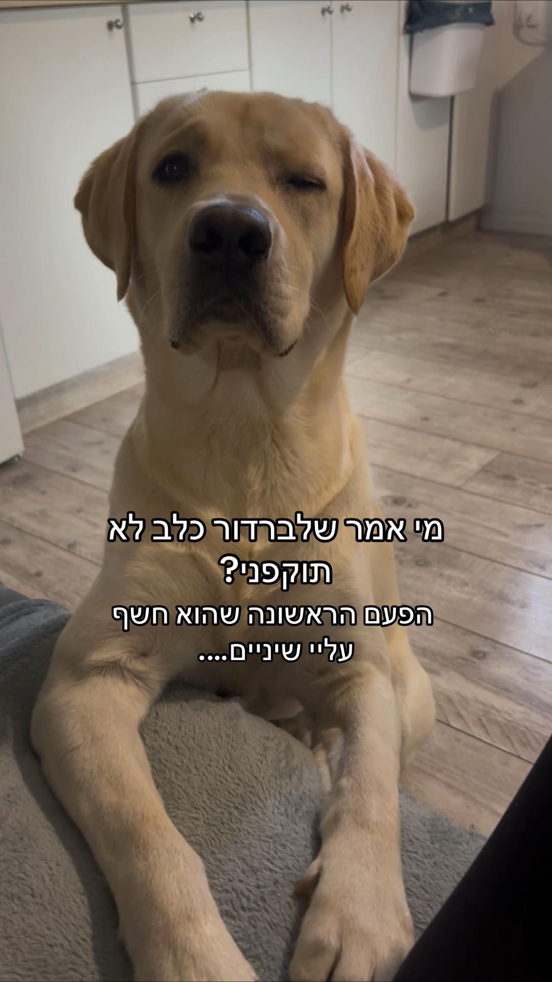@Buri_The_Labrador