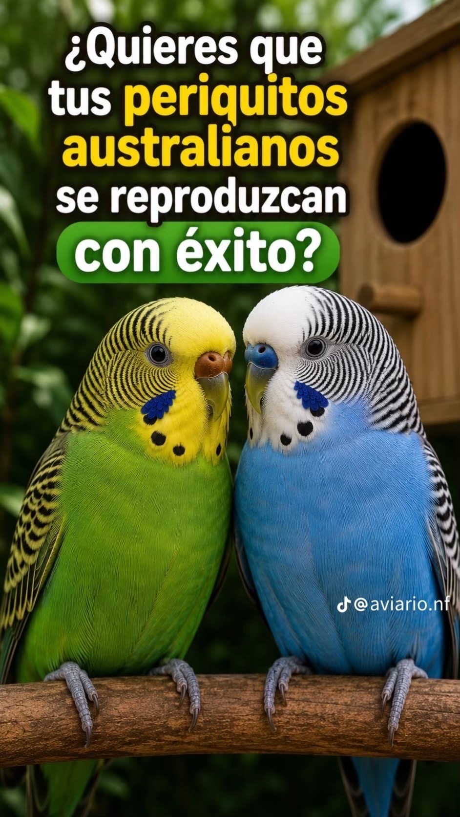 @Avipezrd
