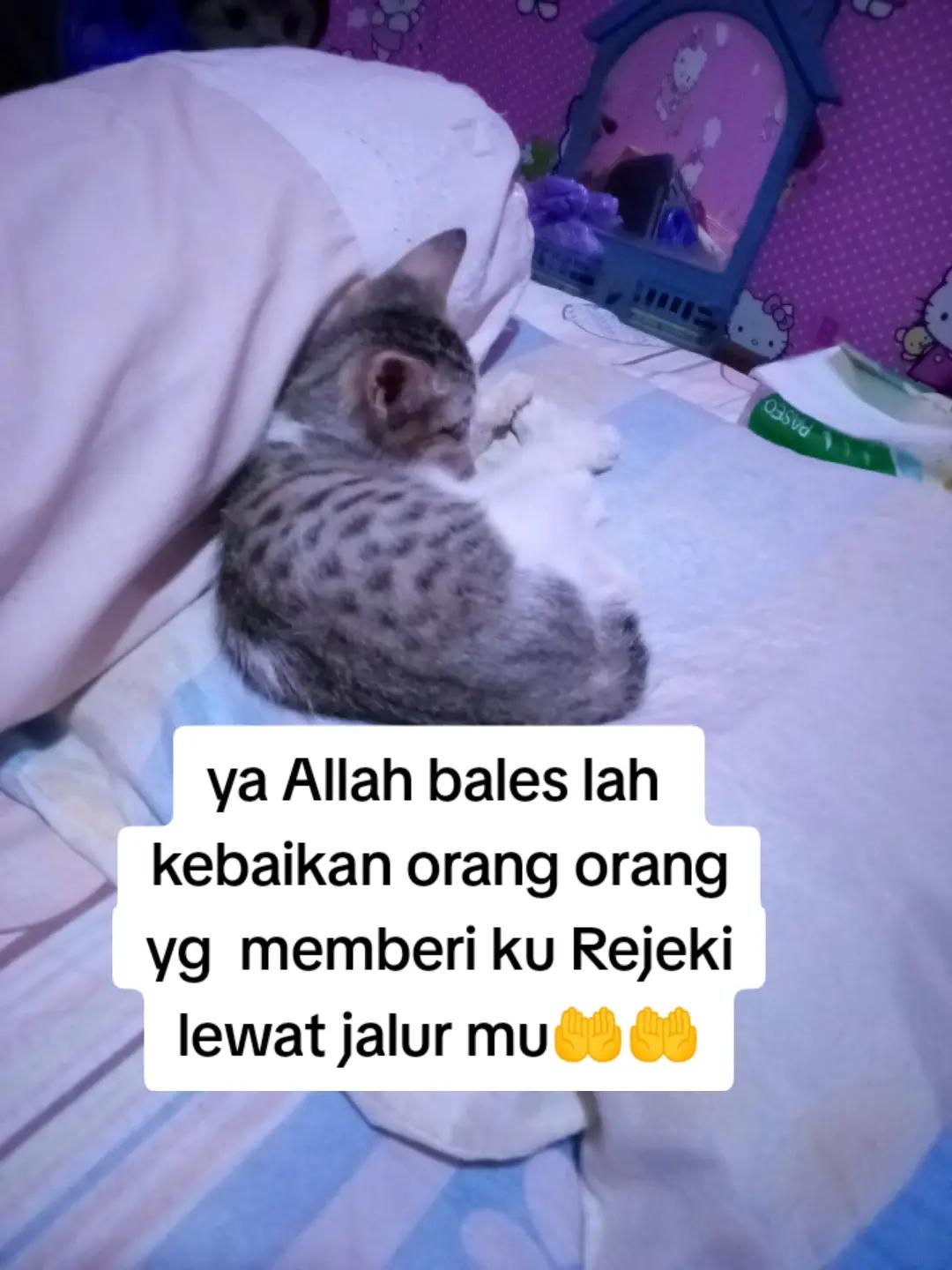 @ibundanya kucing