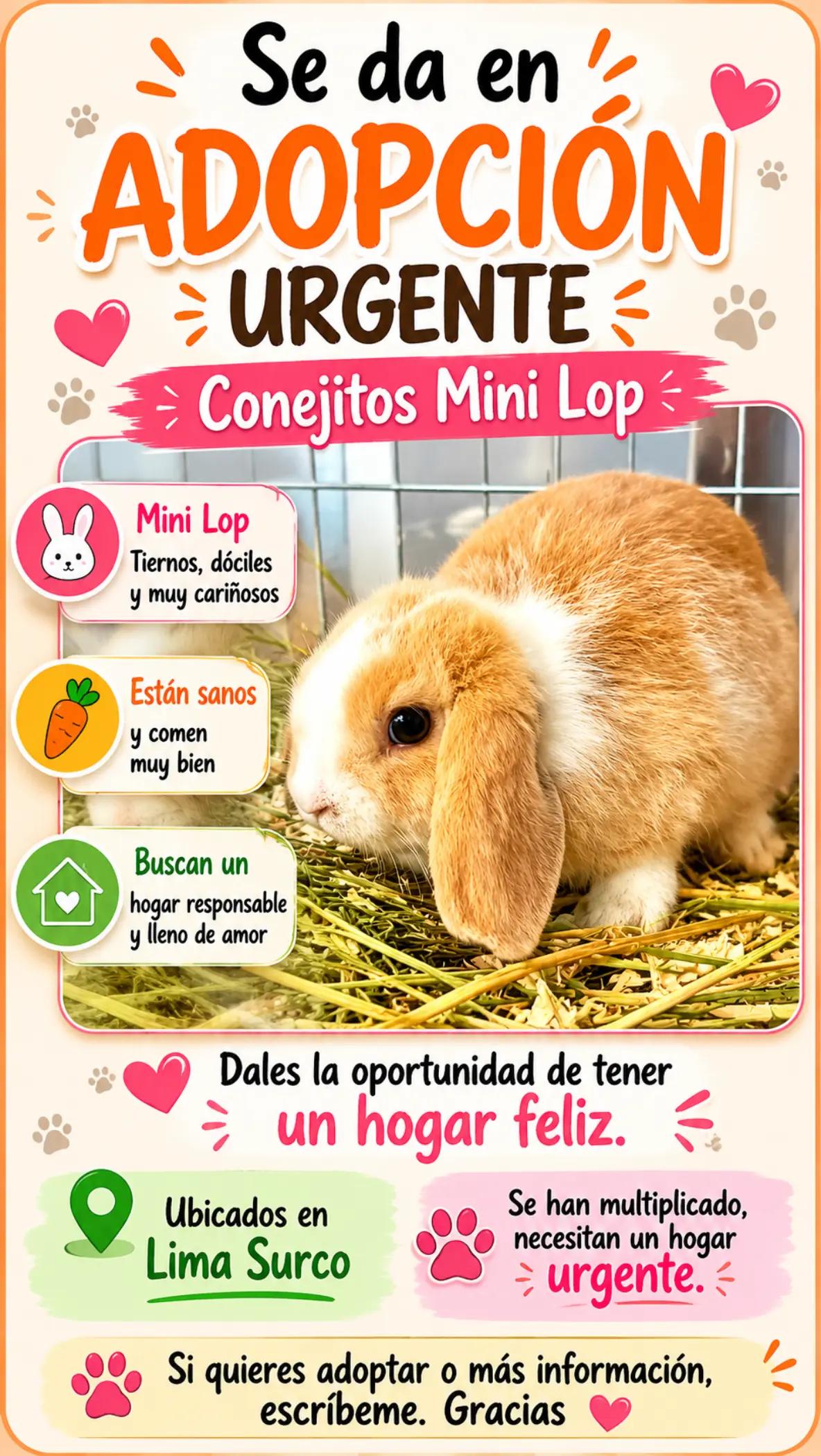 @Perritos Voladores
