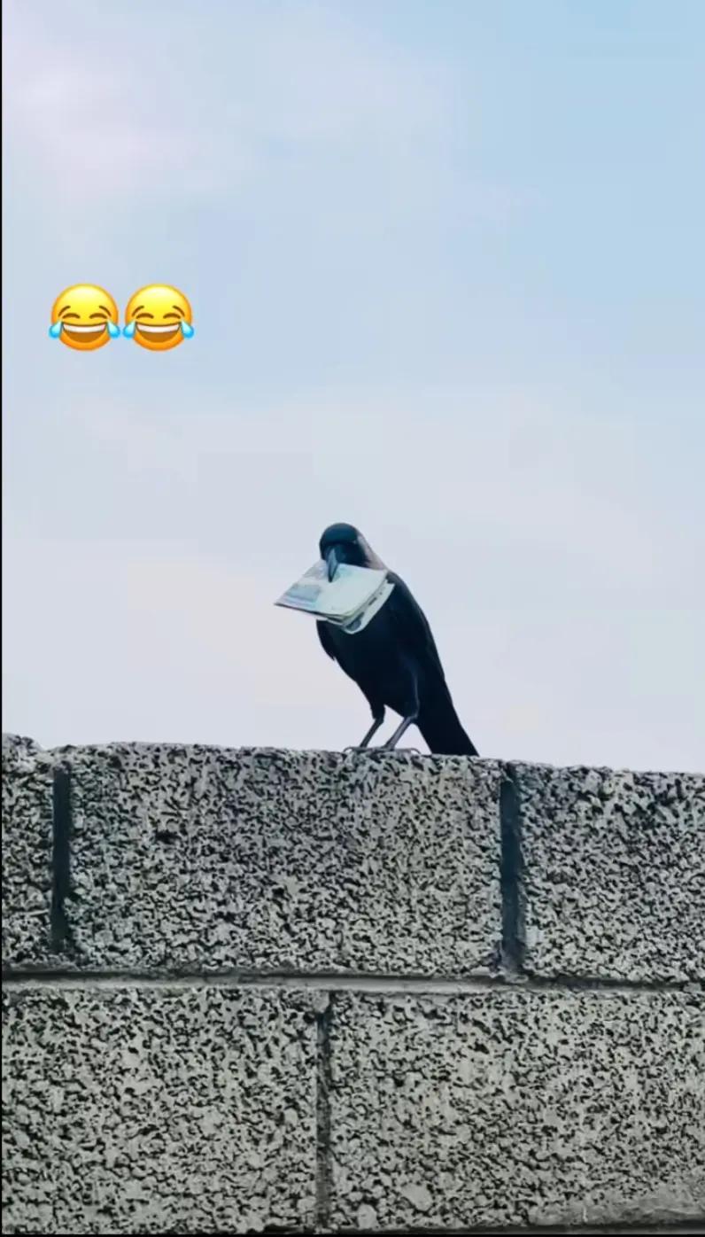 @🇵🇰جٹاں دا منڈا 🇵🇰