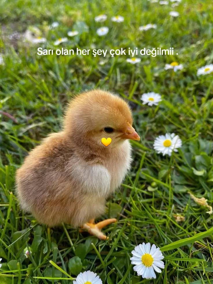 @Taşacak Bu Deniz
