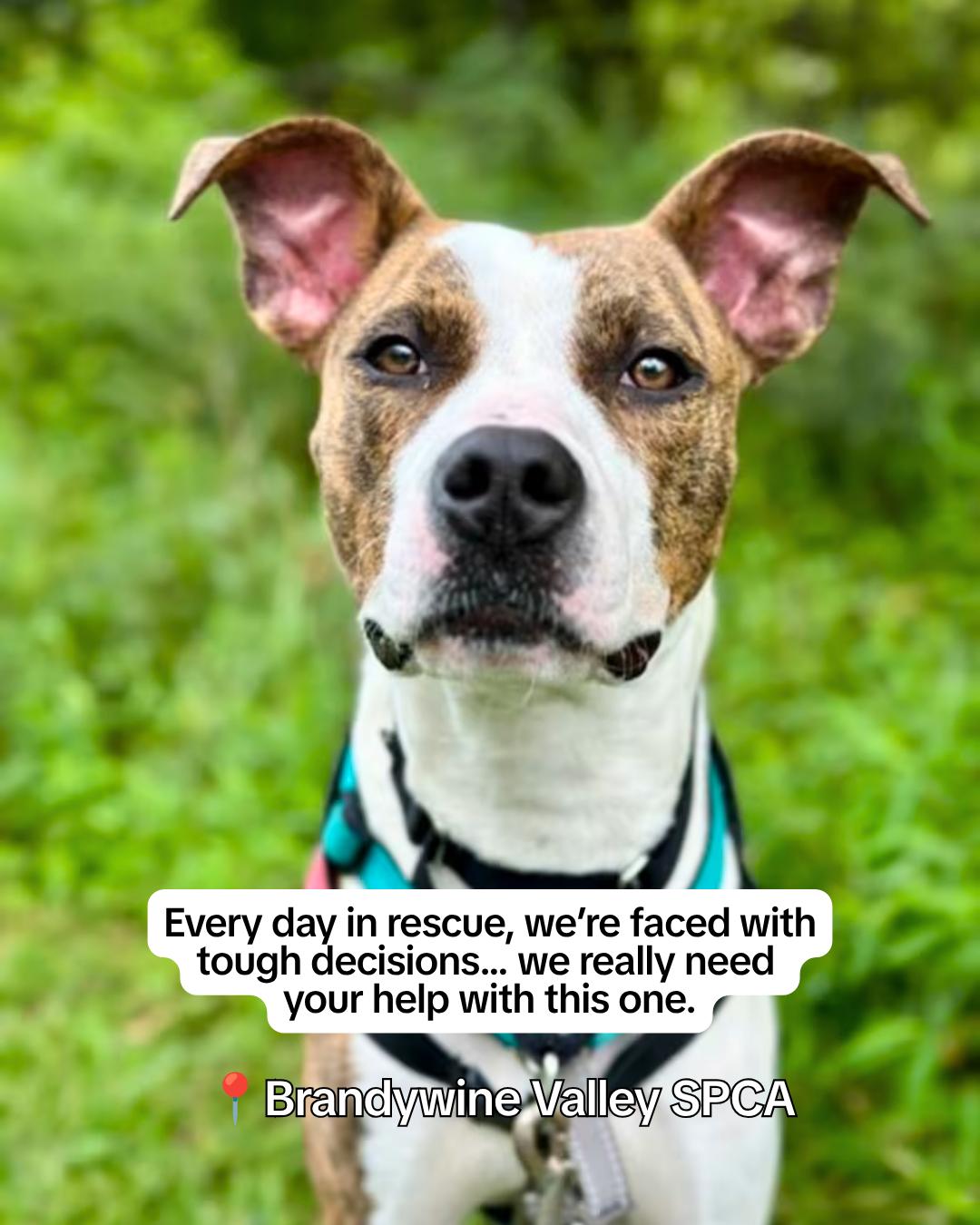 @Adopt a Pet