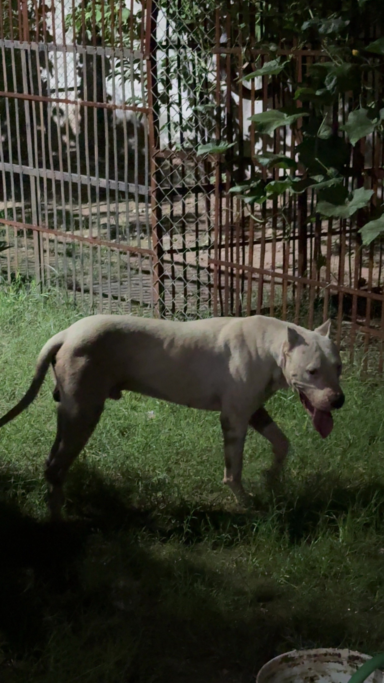 @LIGER the DOGO ARGENTINO