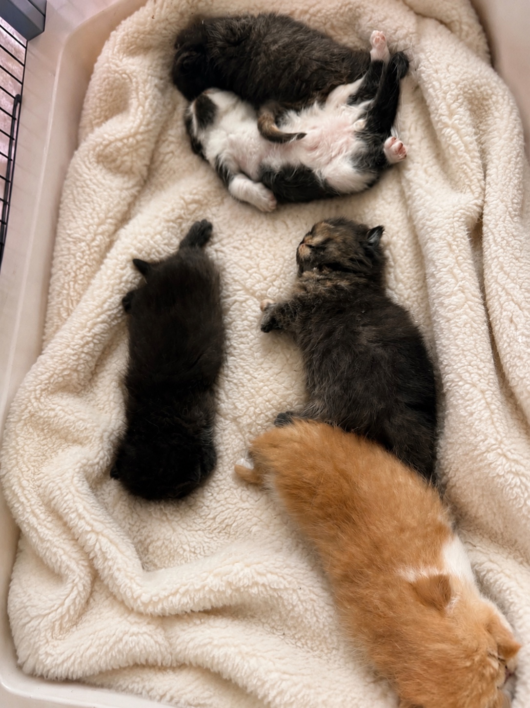 @KittyAmourCattery