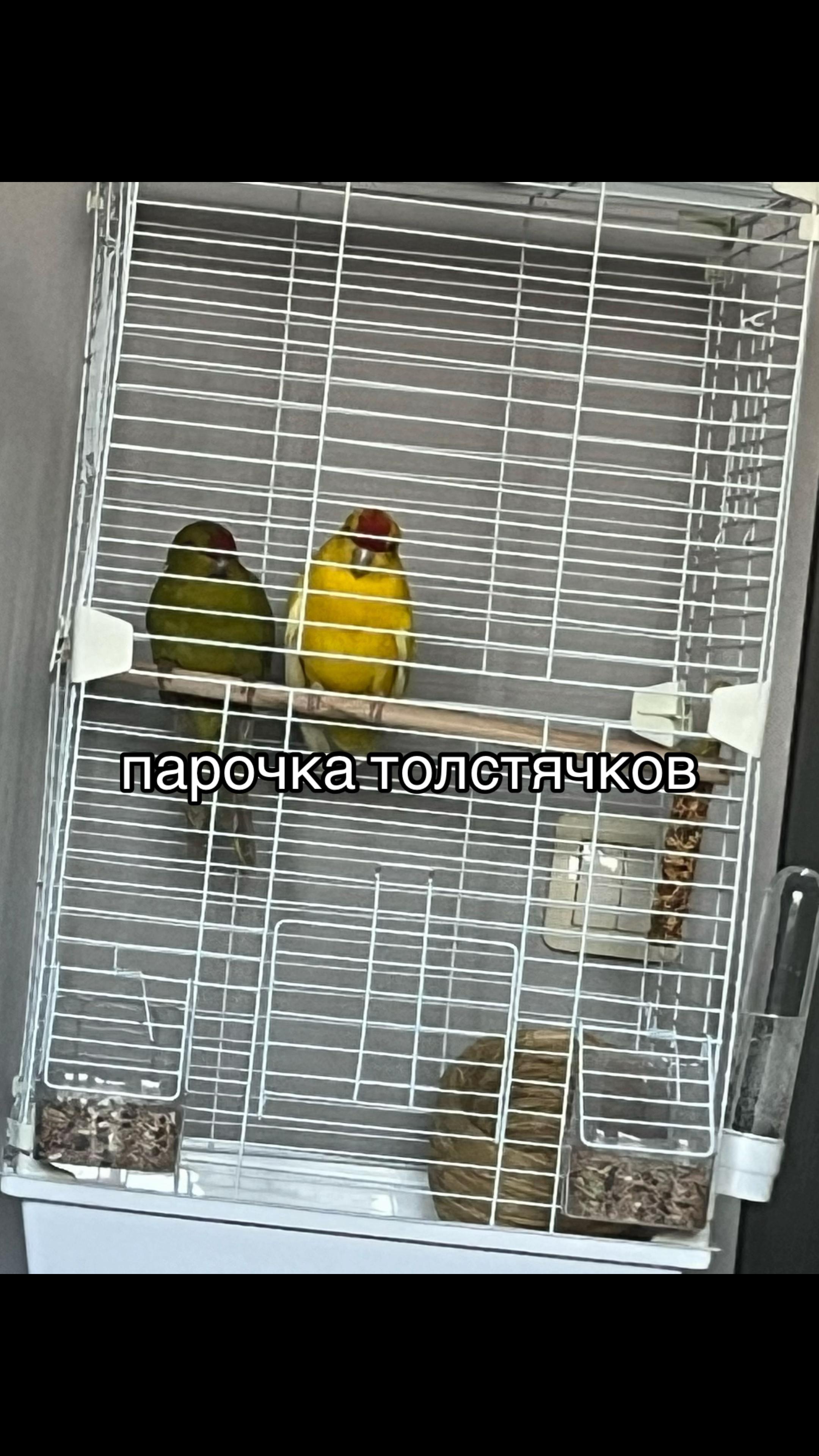 @[☑️] 𝑵𝑰𝑵𝑬𝑳𝑺𝑲𝑨𝒀𝑨1