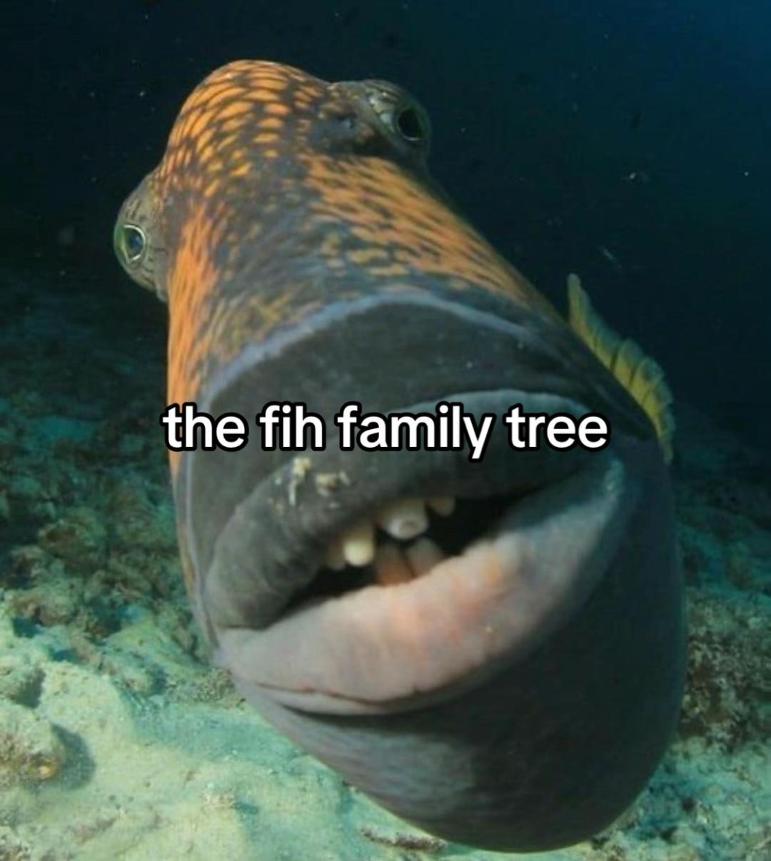 @fih