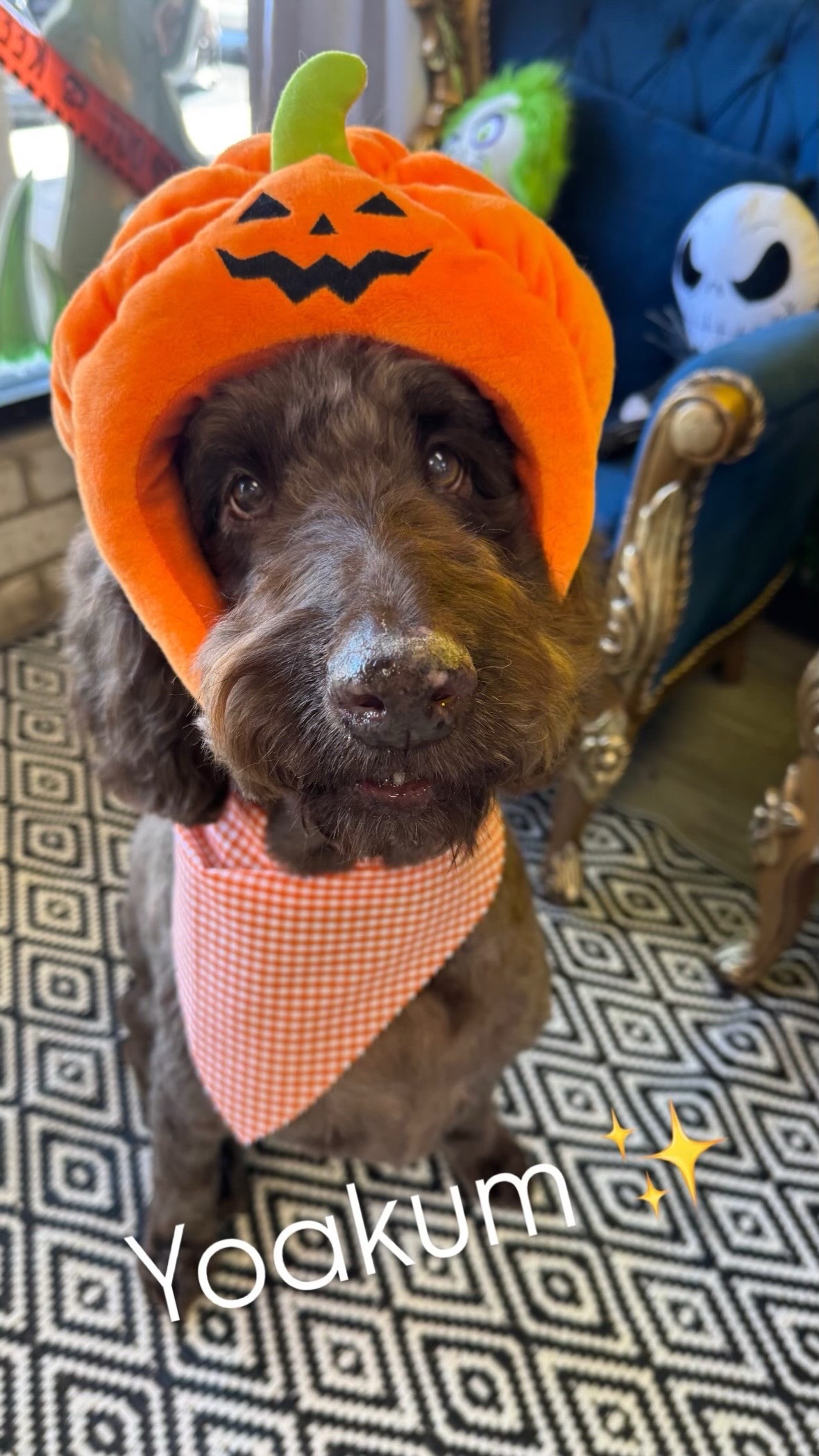 @The_BeautyBark