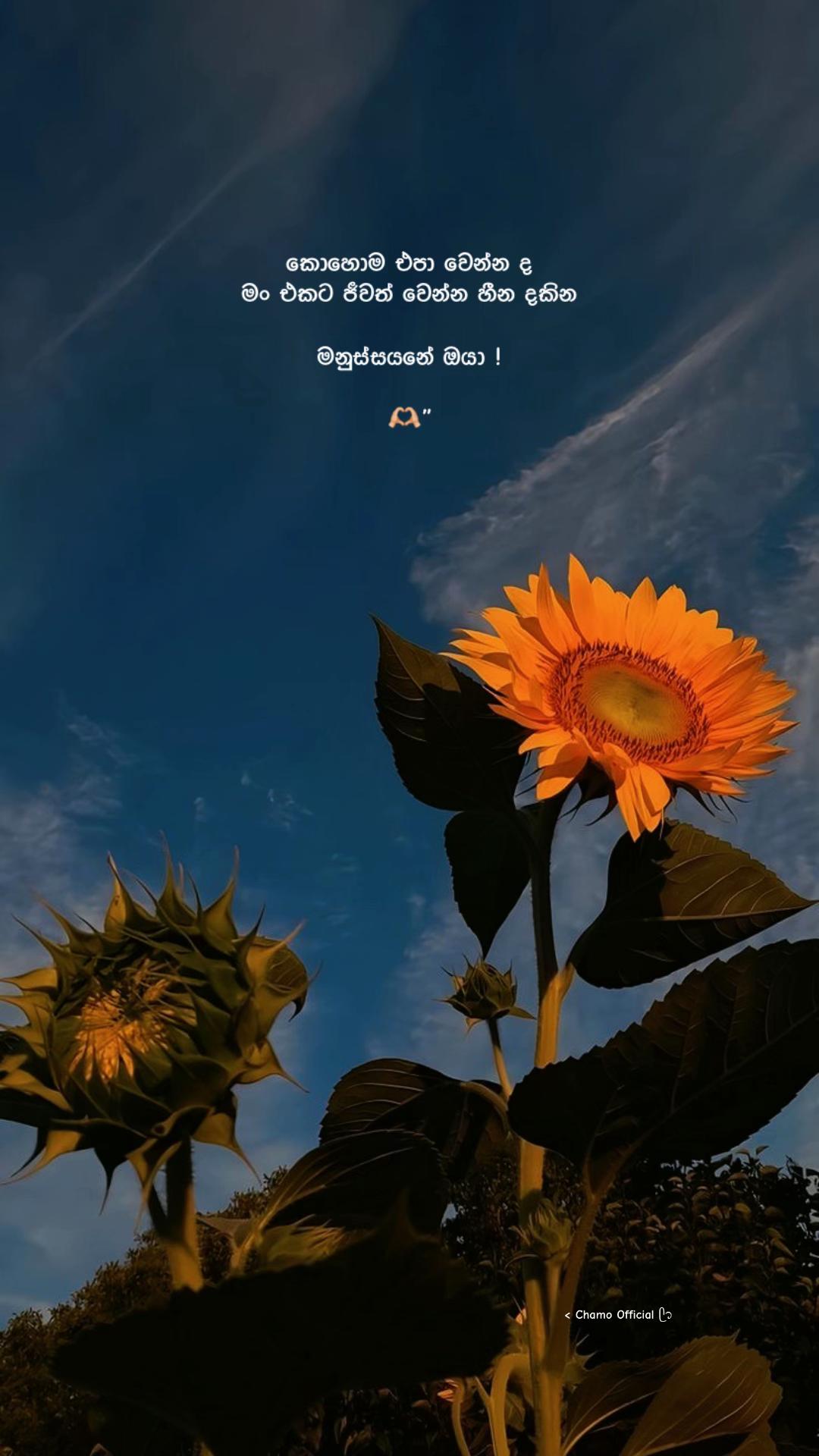 @< 𝐂𝐡𝐚𝐦𝐨 ᥫ᭡