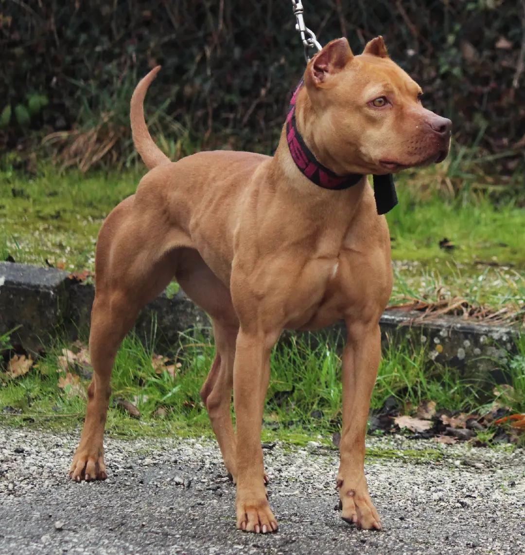 @Raoul's apbt