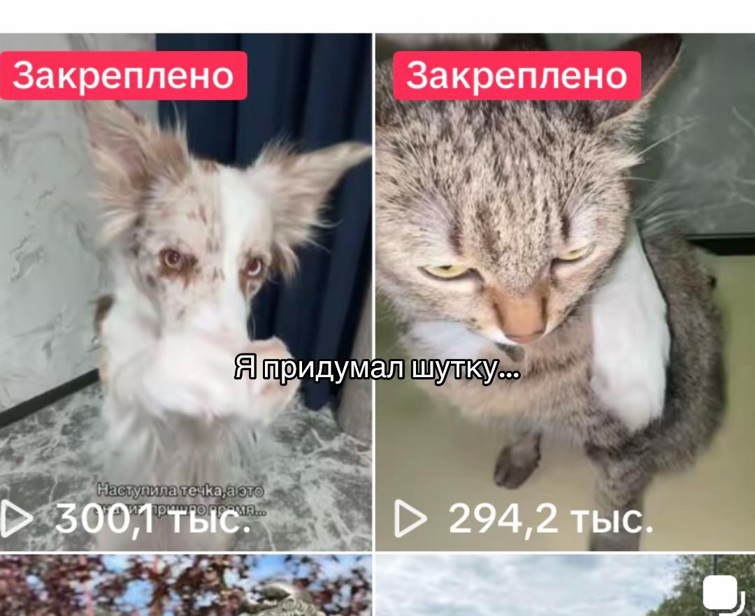 @Тгк: ⚡️🐾Хвостатый мир🐾⚡️