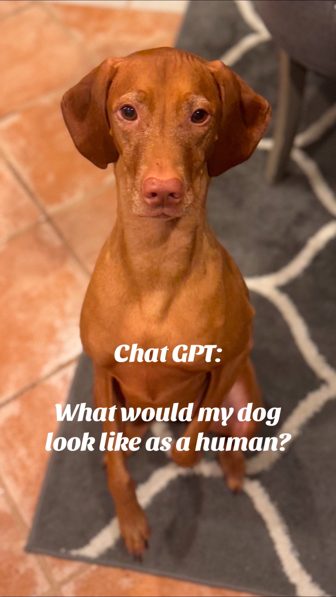 @Brookie The Vizsla