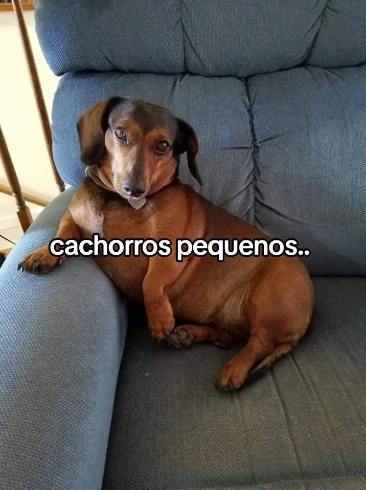 @•°★The_dogs!★°•