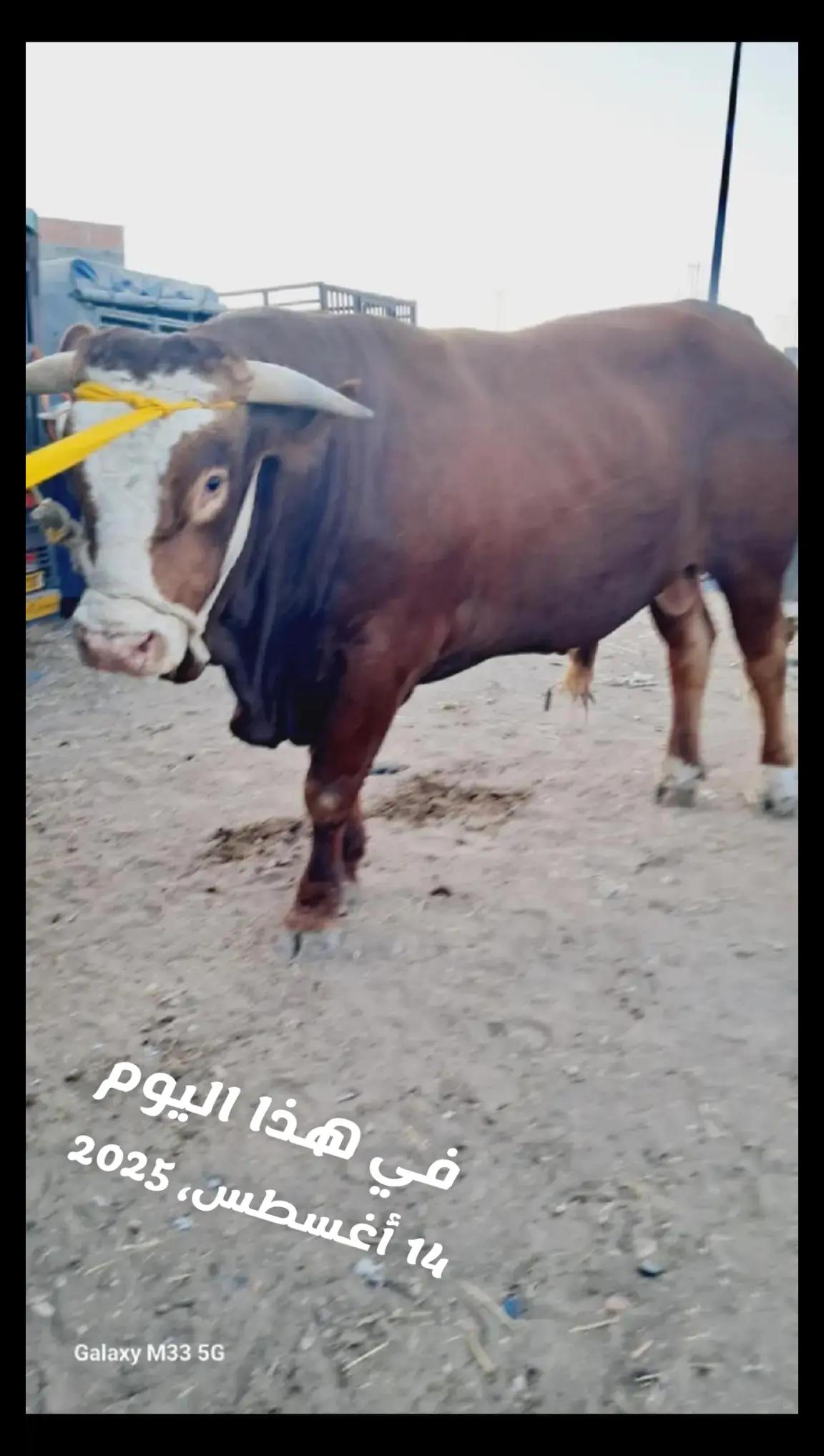 @Ayoub mk