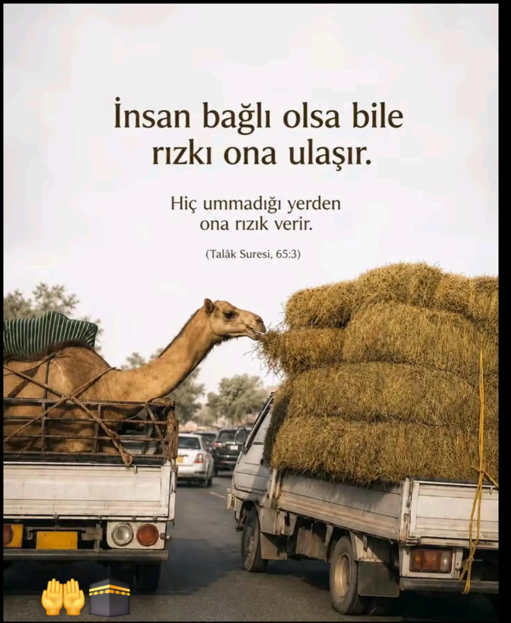 @fidansamet68