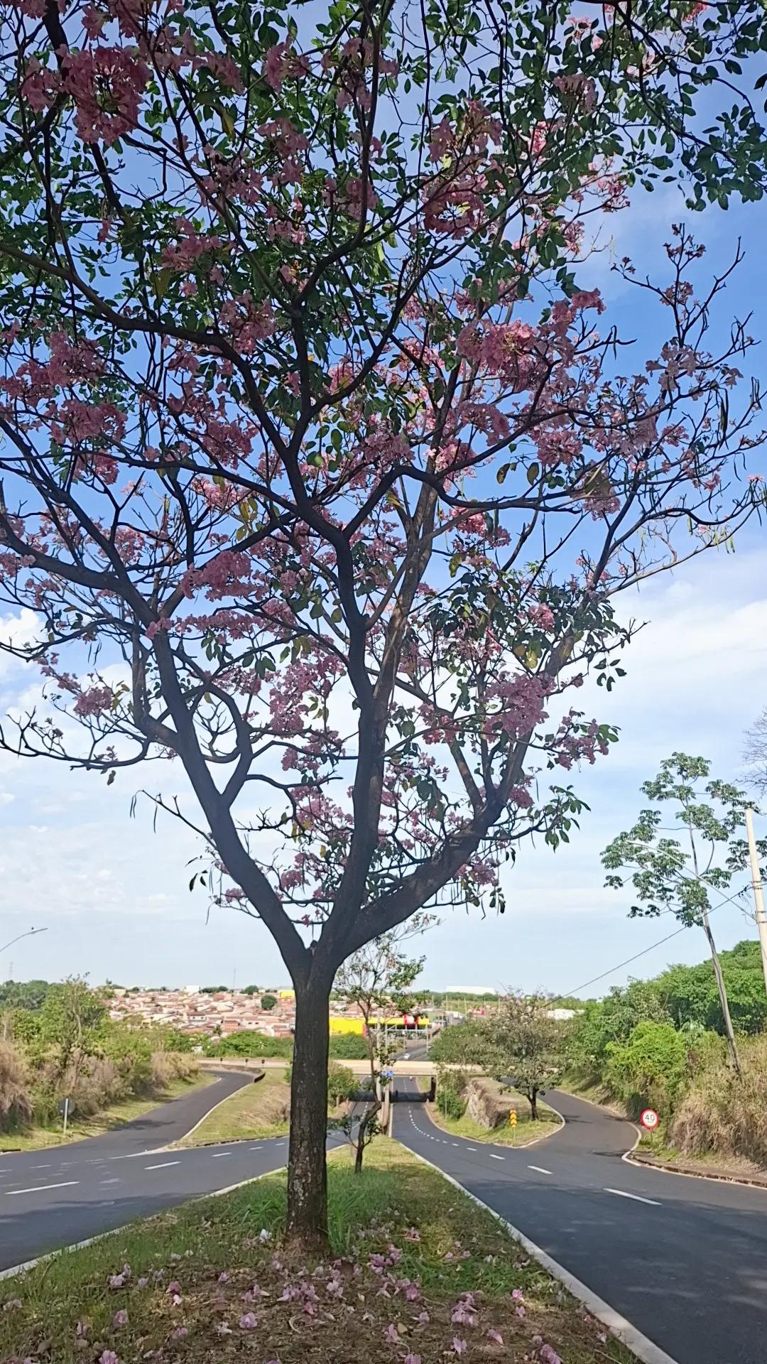 @Dolores Vasconcelos