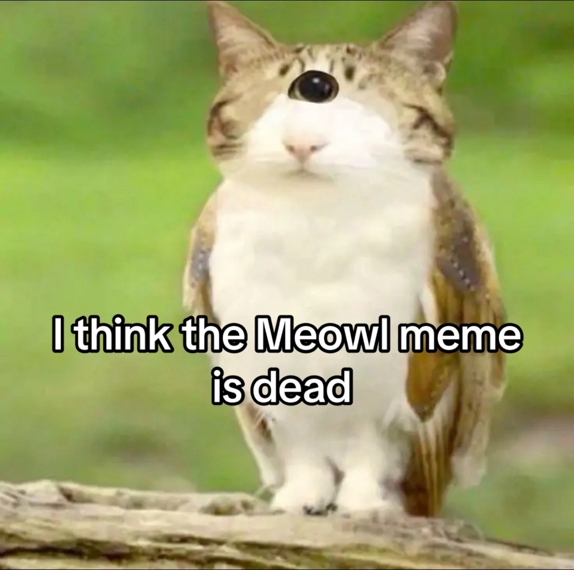 @Any meme