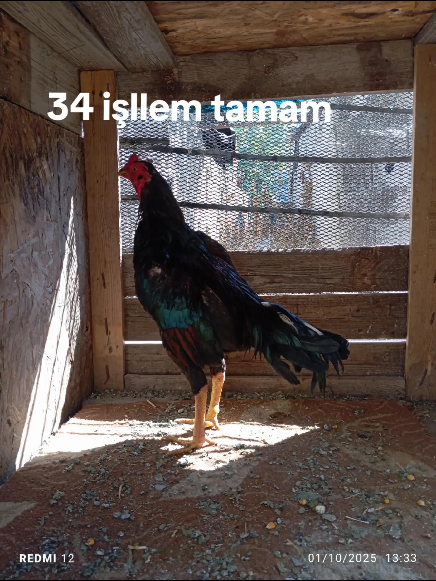 @Gök