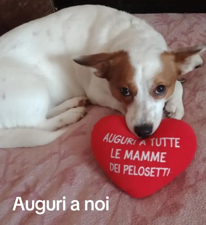 @Amo il lupo tutti gli animali