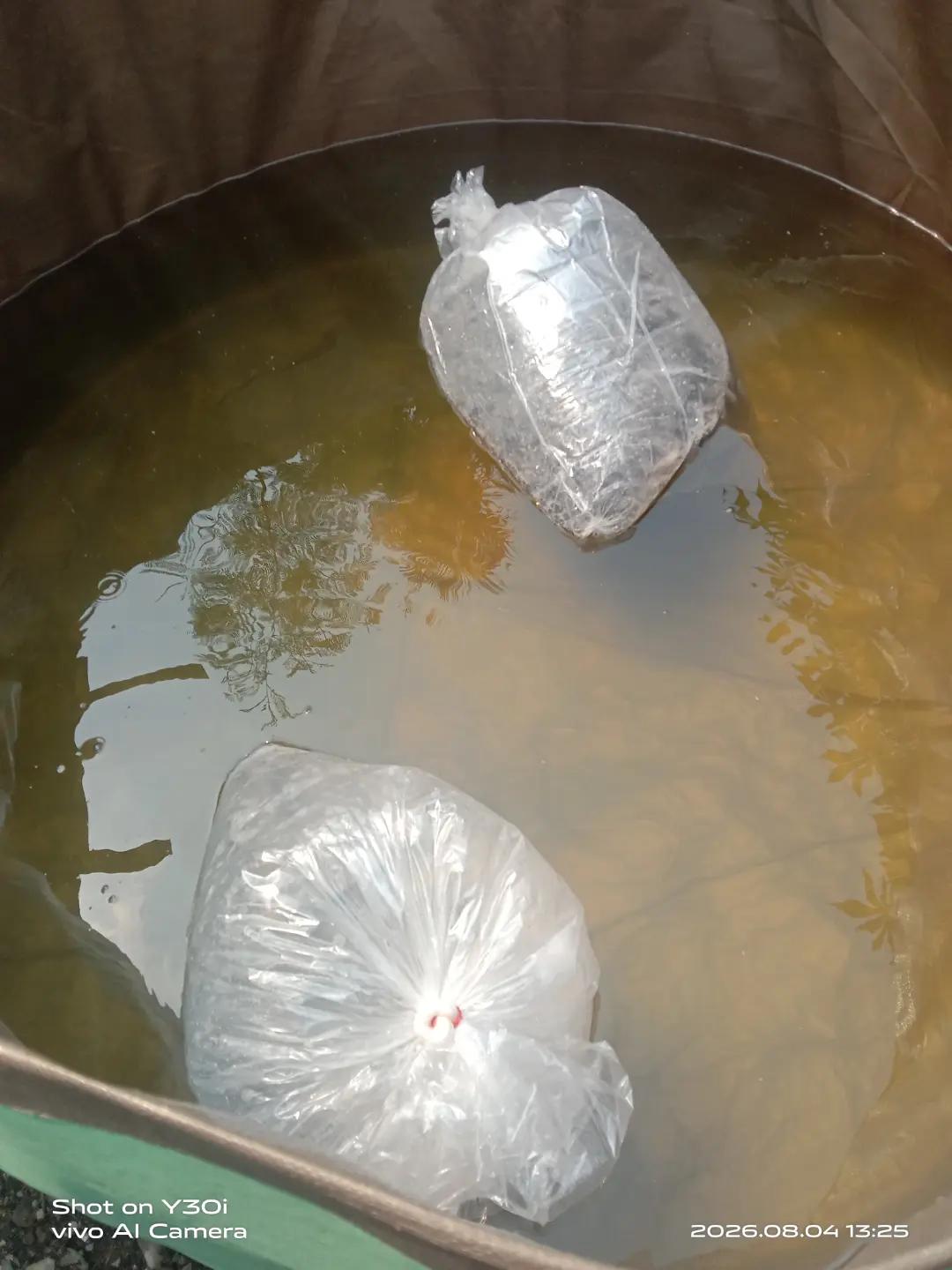 @afdhal koi farm