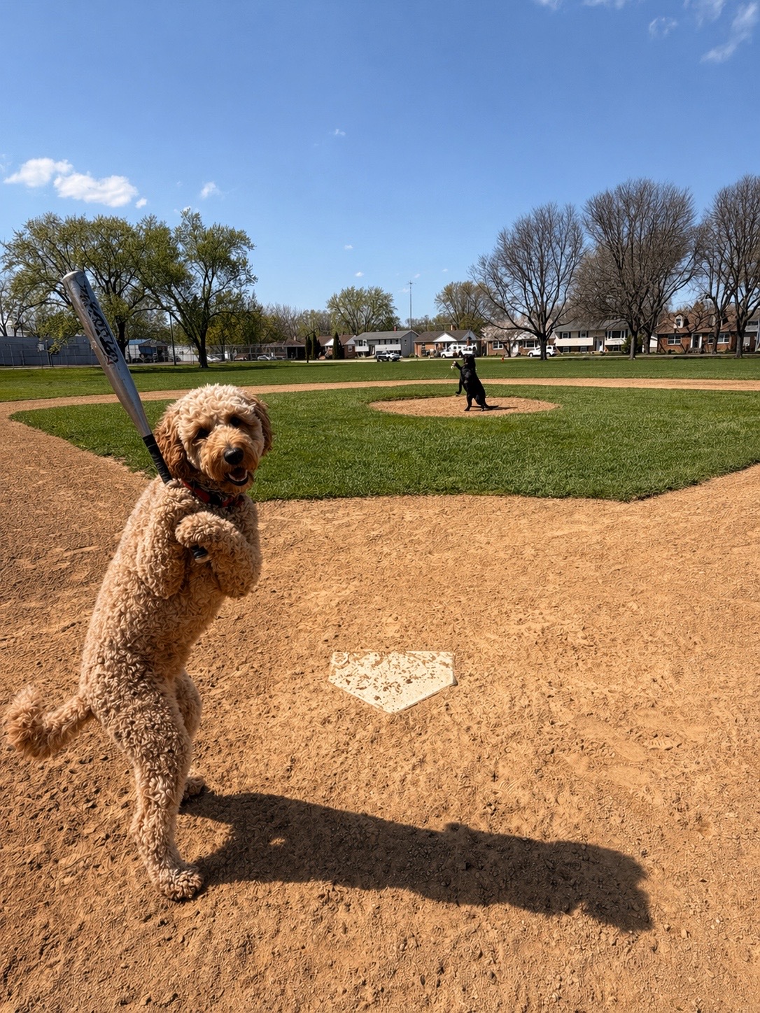 @Chicagoland Dog Training