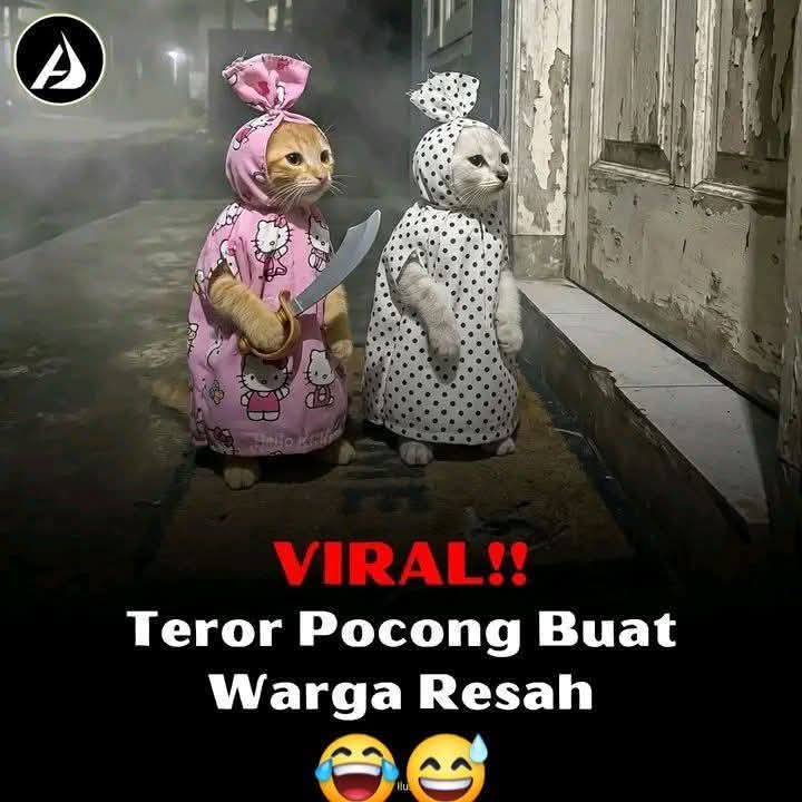 @ibundanya kucing