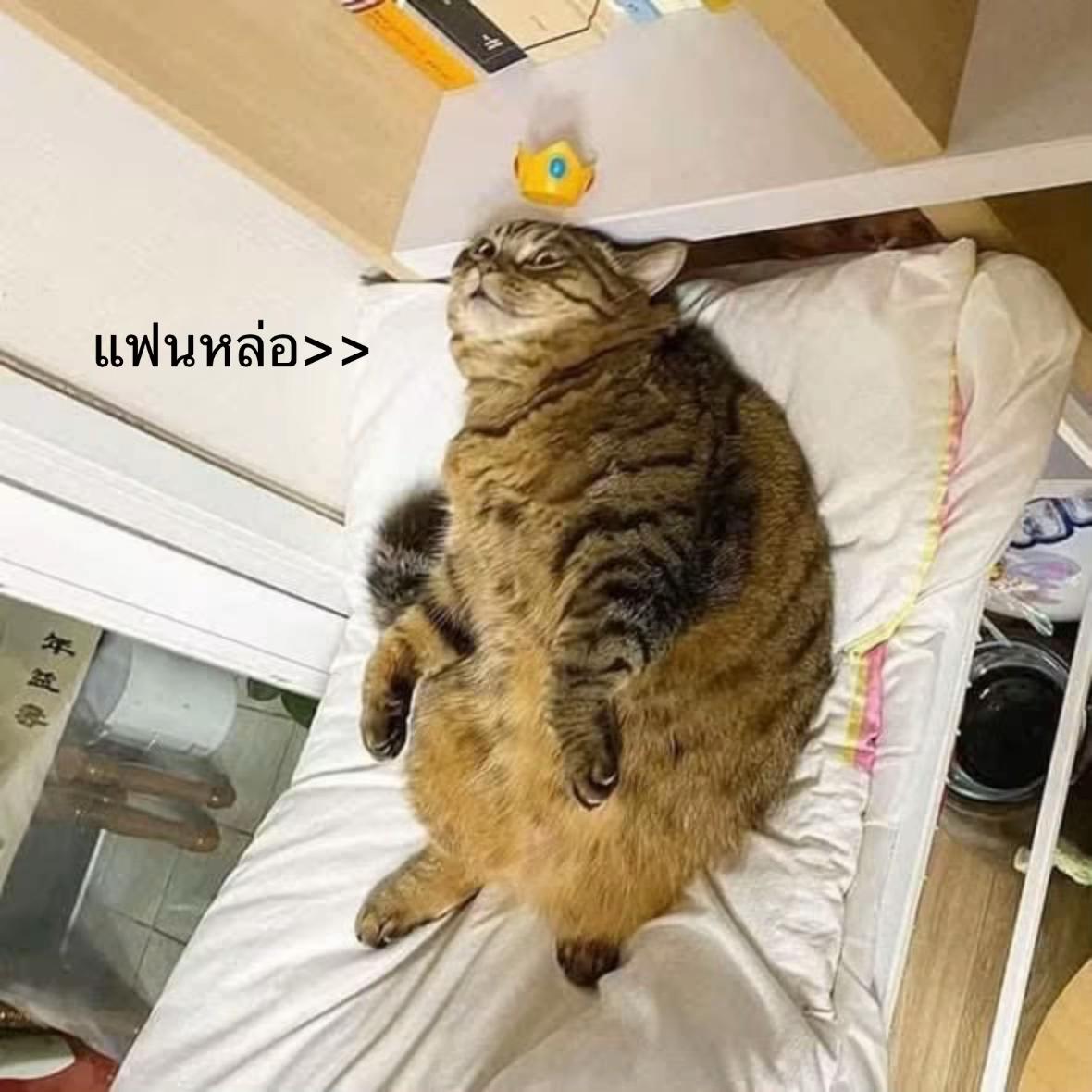 @ฟิล์มรักแมวดำ🐱🖤