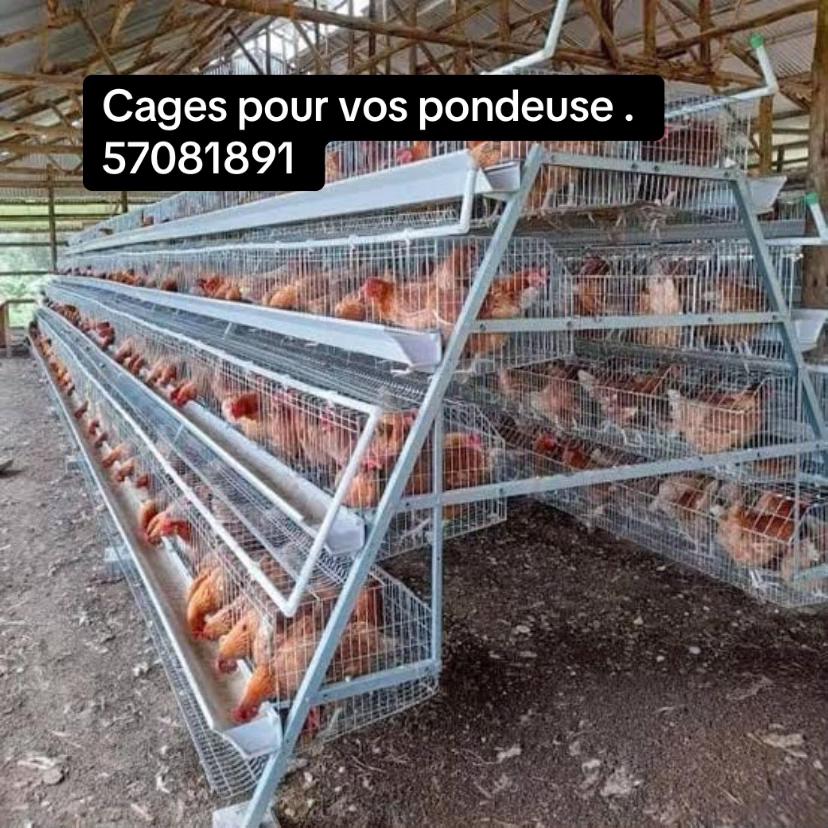 @☥Cacao🇧🇫🇨🇮kemite Maat👁️👣