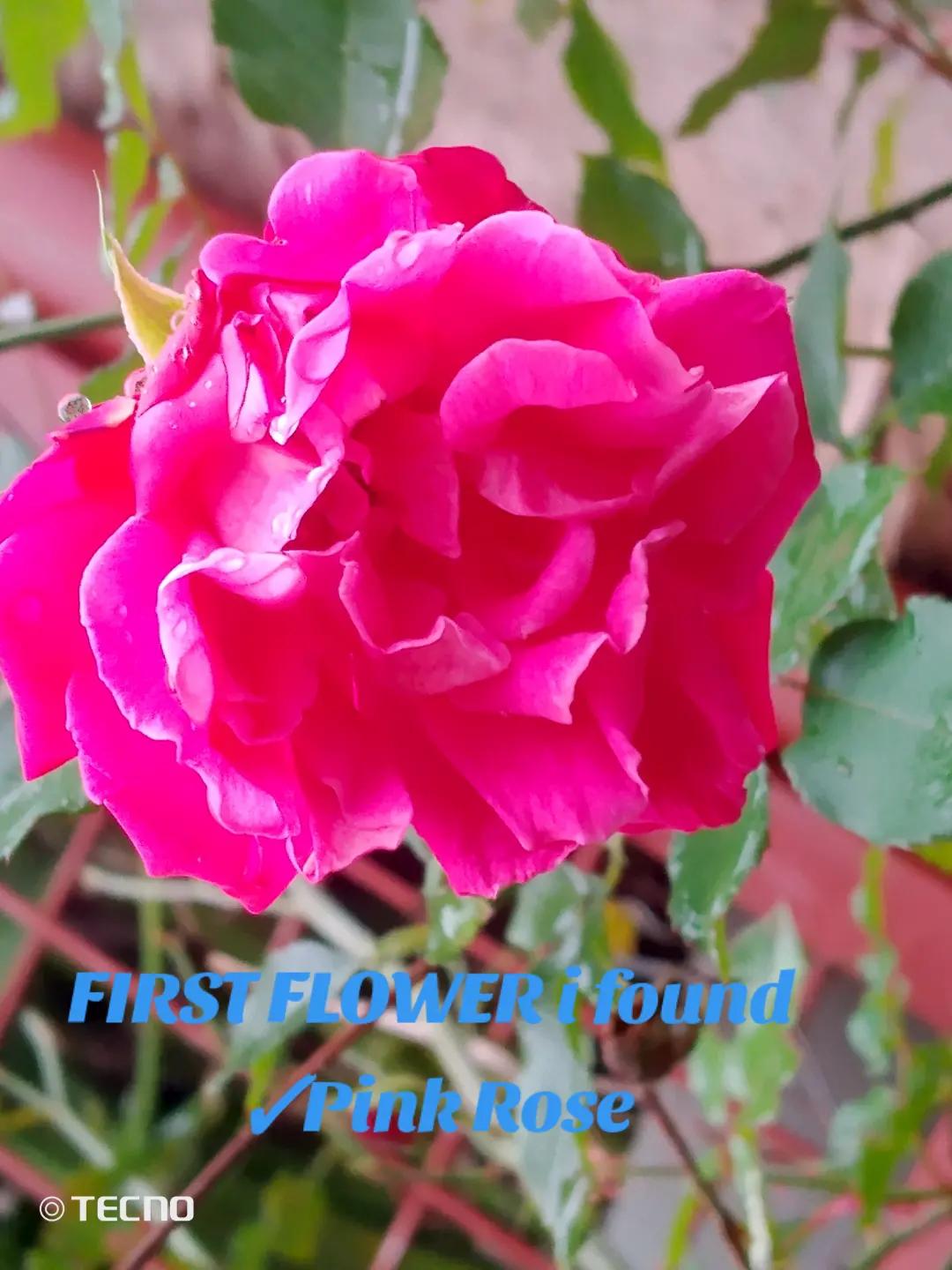 @Folwer Founder 🌷🌷