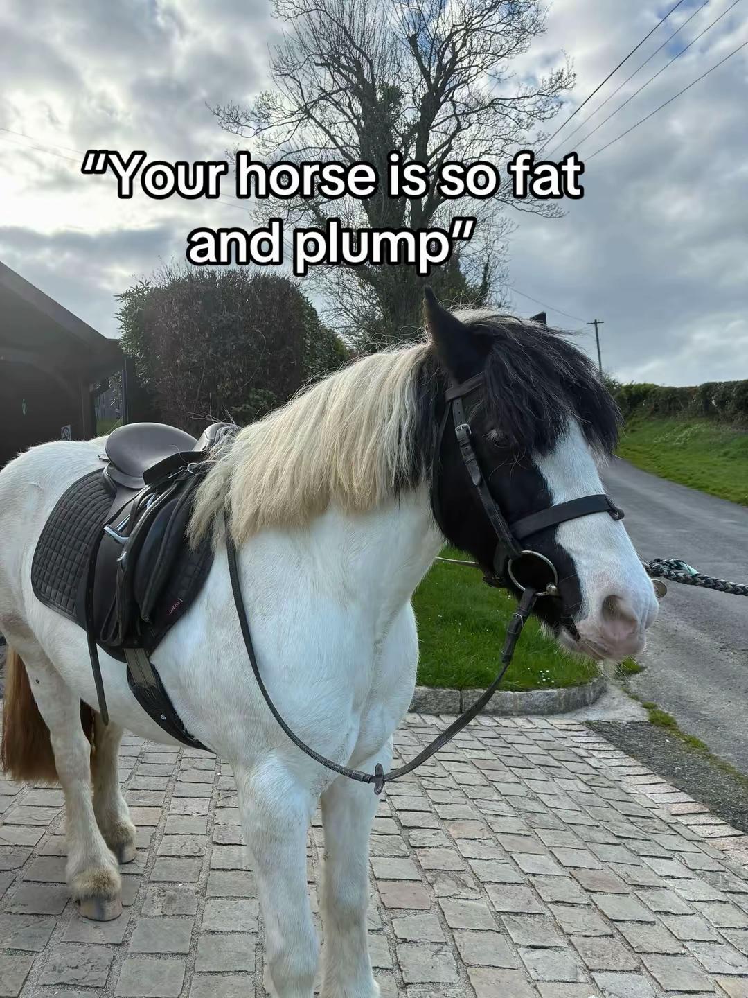 @Zara’spam🇮🇪🐴
