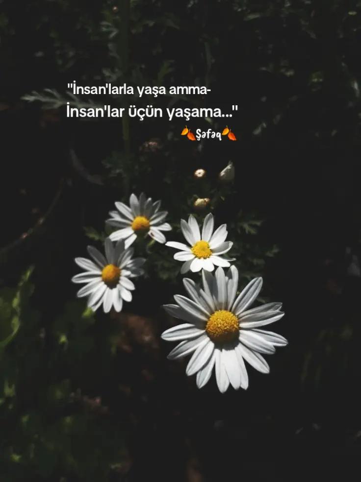 @🍂ŞƏFƏQ🍂