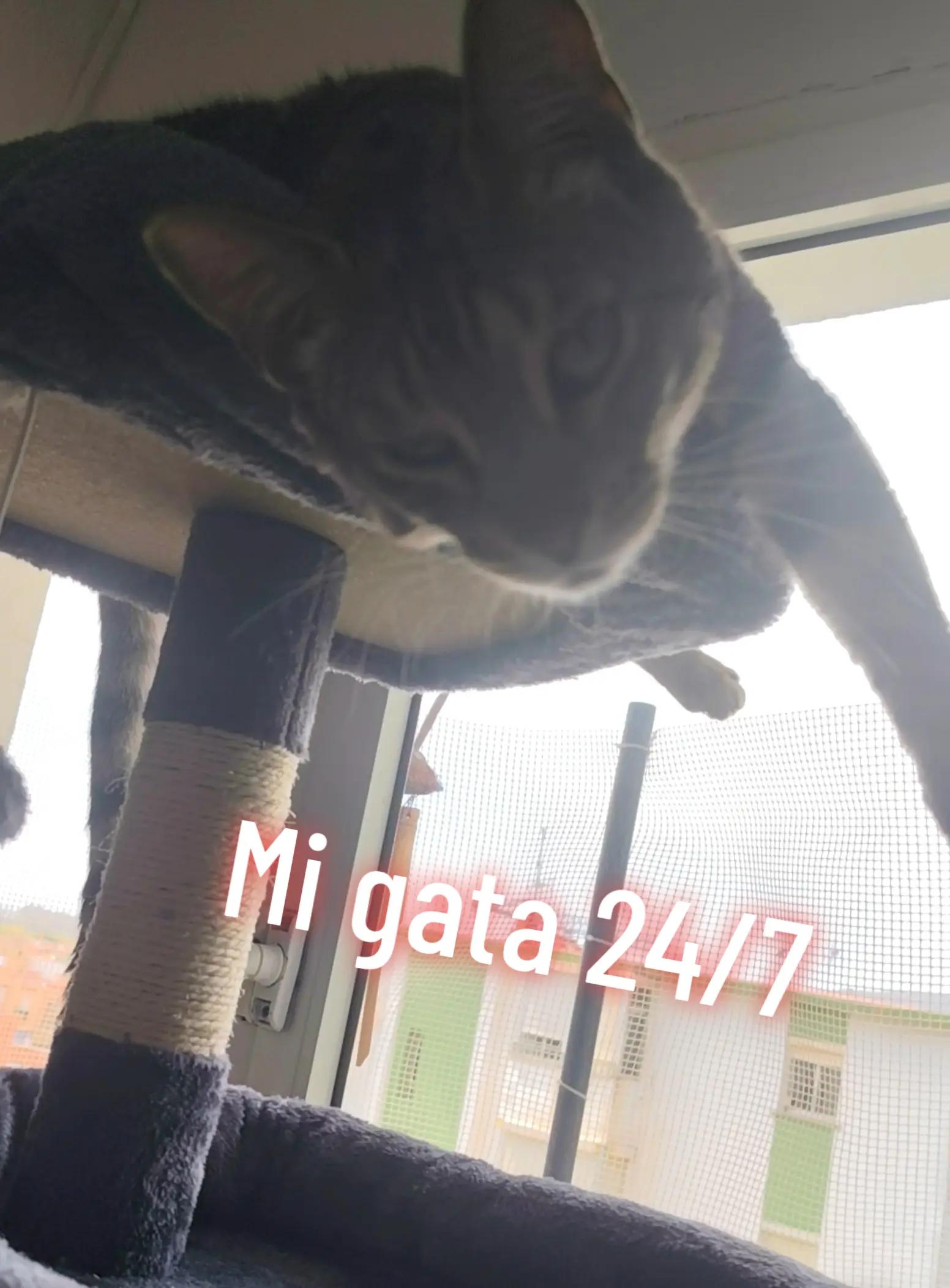 @Sra.Gato
